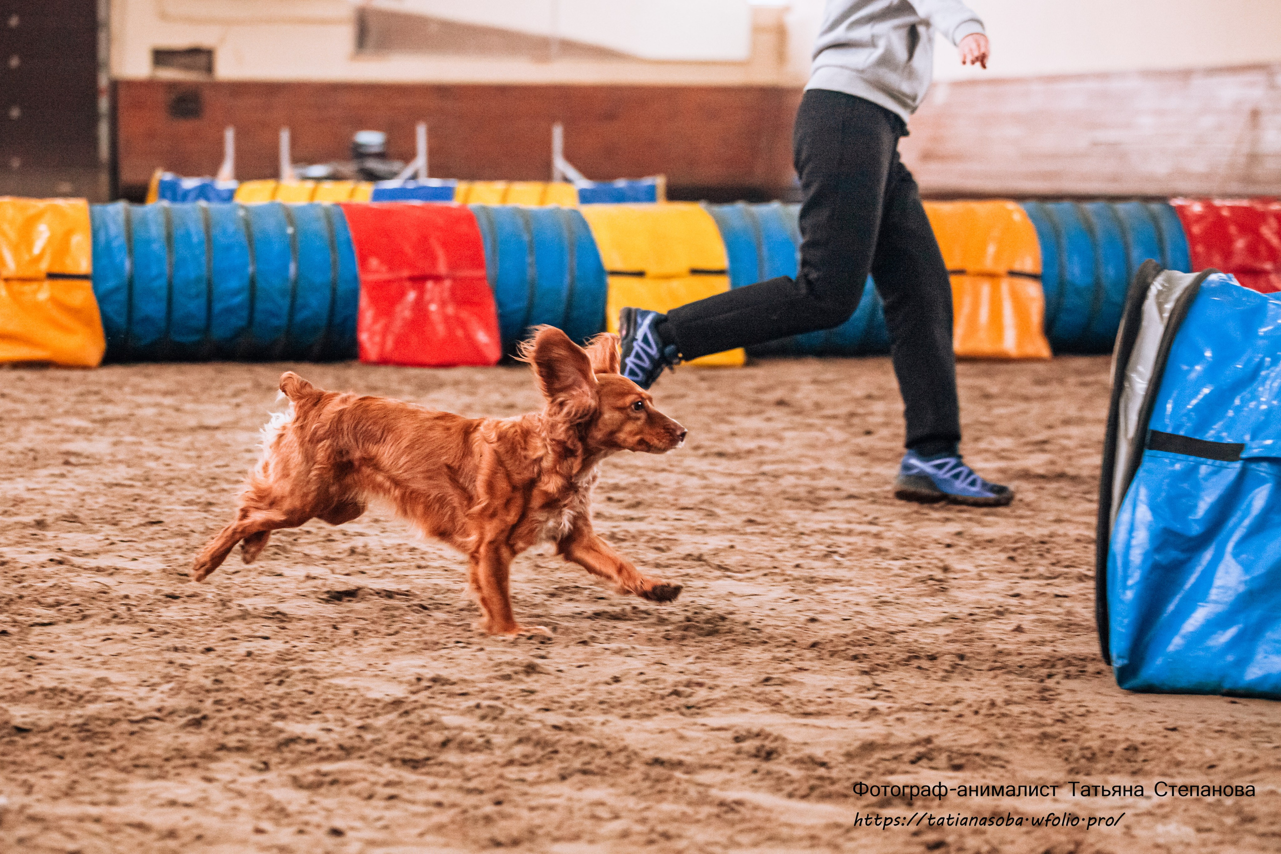 Соревнования по Аджилити 25.02.2024. Фотограф-анималист Татьяна Степанова