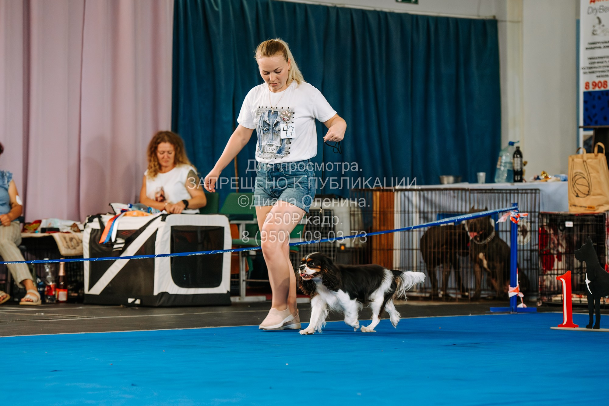 Национальная выставка собак всех пород ранга САС-IKU «Кубок Красноярск. Фотограф Диана Оленина Красноярск / Братск