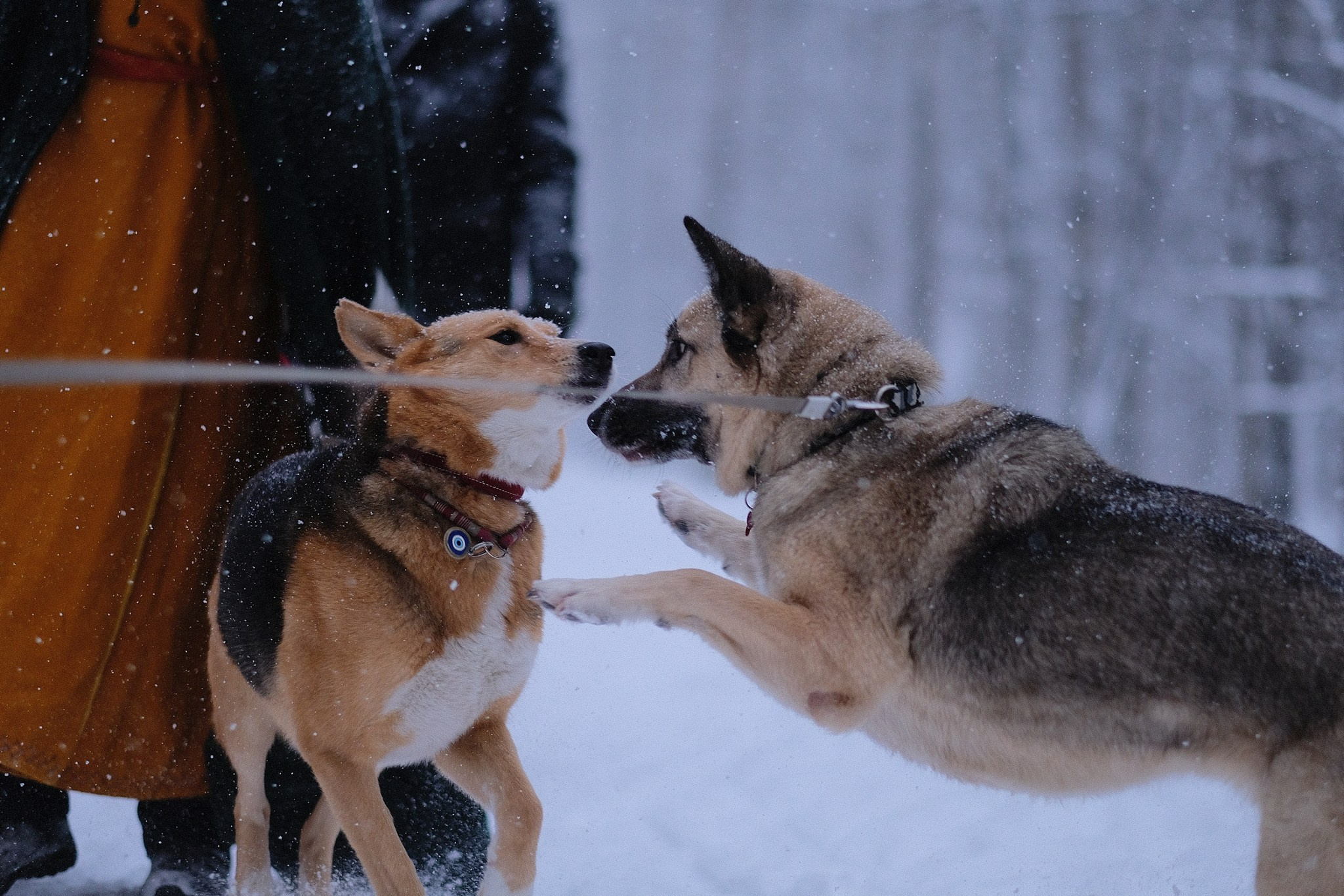 Герда, Лиса и их люди. Дмитрий Бречалов
