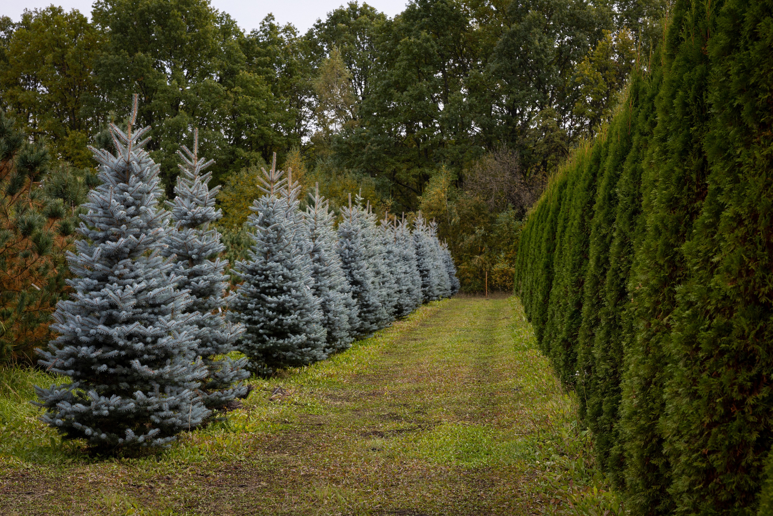 Предметная, интерьерная съемка. Фотограф в Ельце Сапрыкина Екатерина