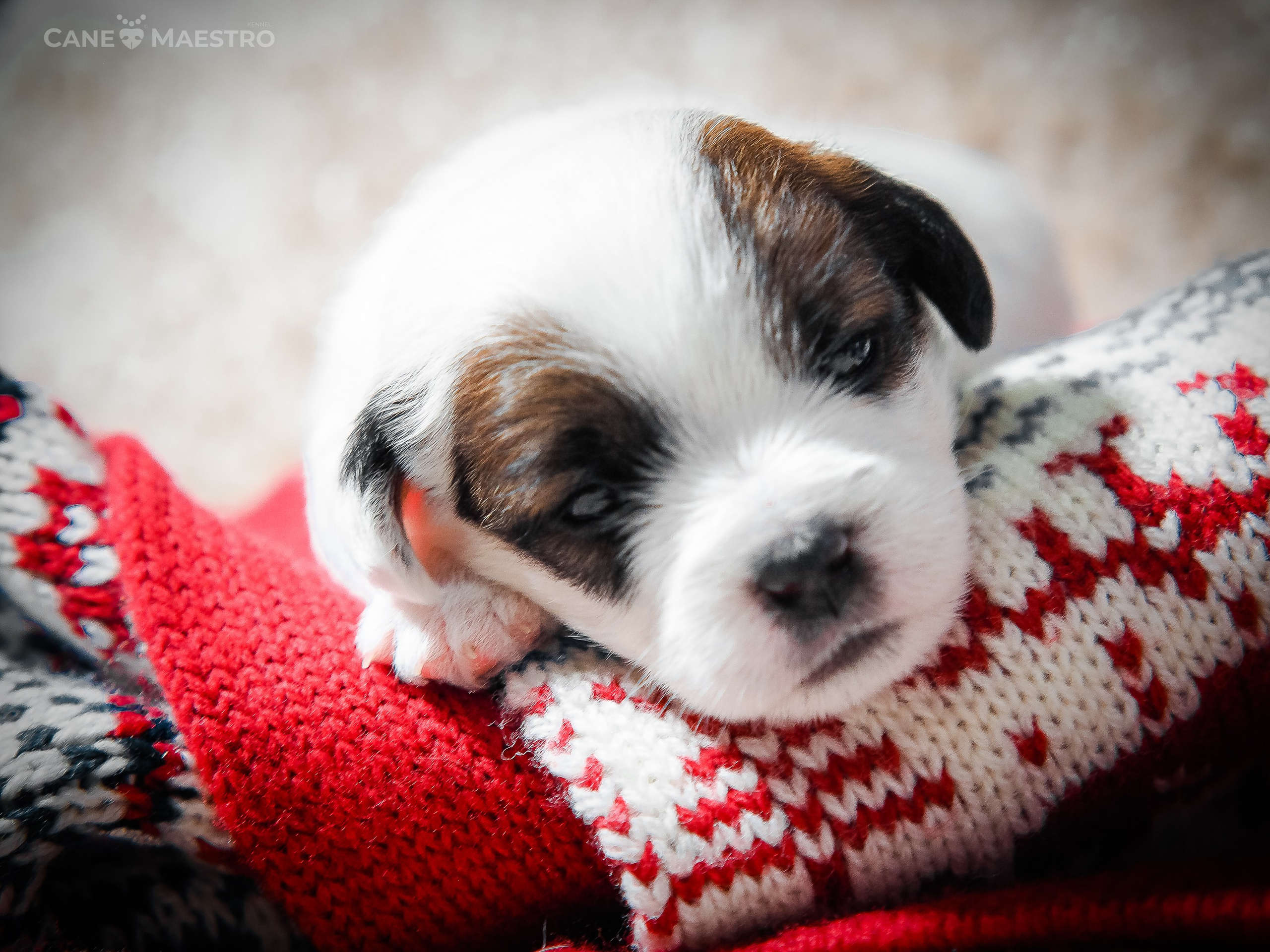 1КОБЛ_МОНОКЛЬ_Ц_ЛИТТЕР. CANE MAESTRO — kennel Jack Russell Terrier