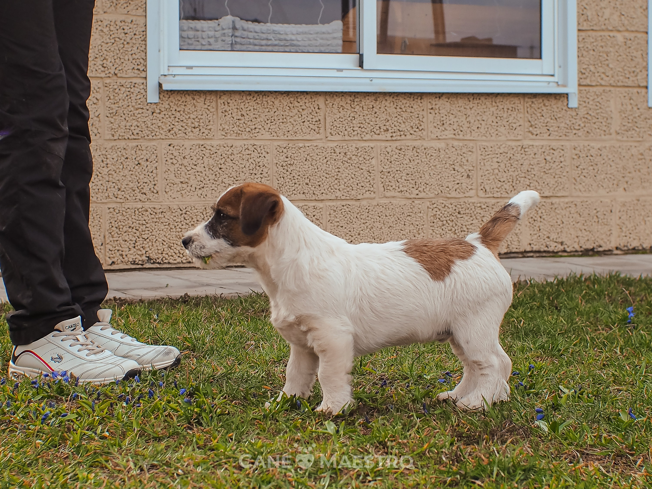 Мальчик 2. Кобель бело-рыжий. Джек рассел терьер щенок. КАНЕ МАЭСТРО — питомник Джек рассел терьеров