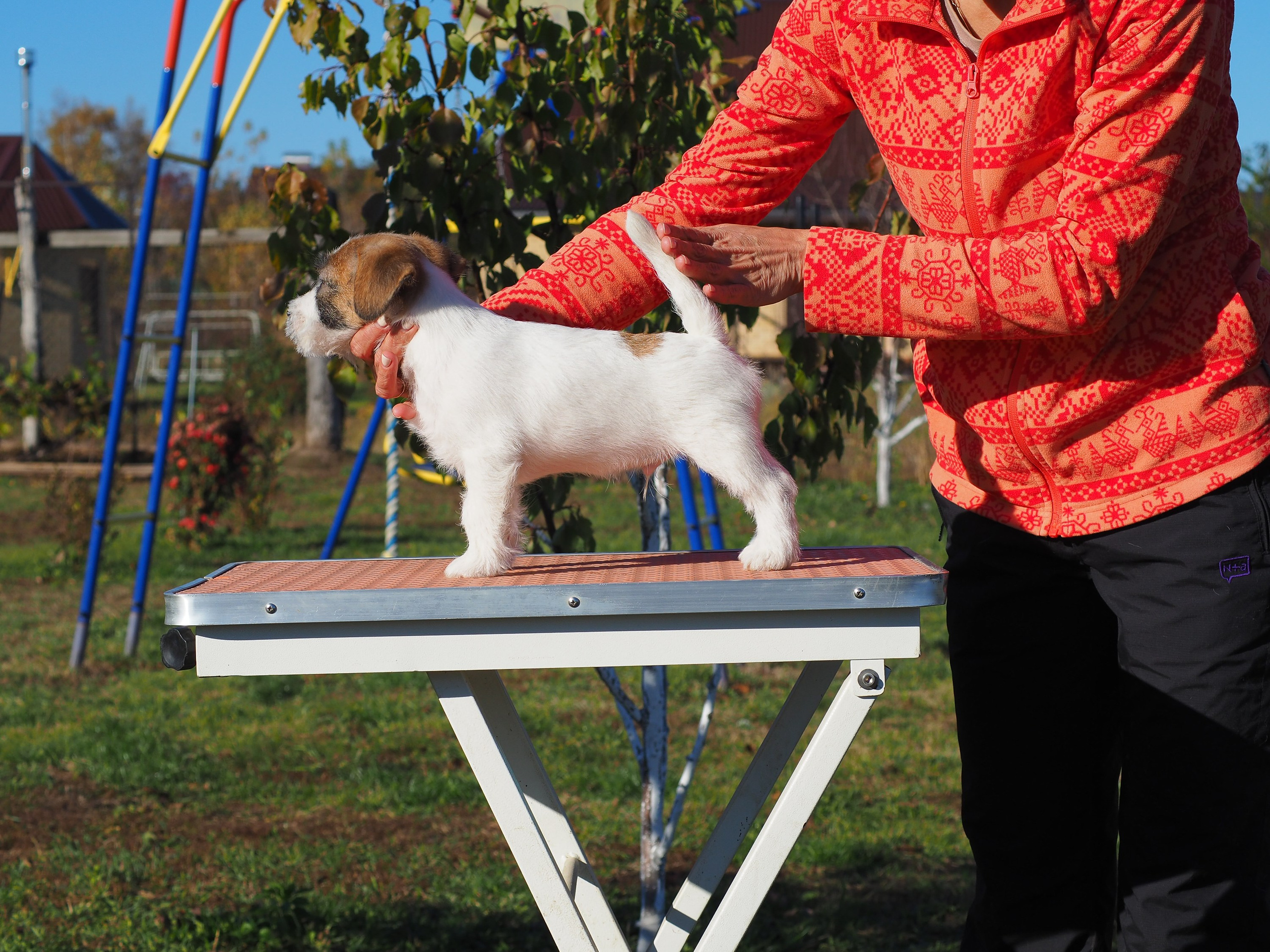 Щенок кобель ДРТ. КАНЕ МАЭСТРО — питомник Джек рассел терьеров