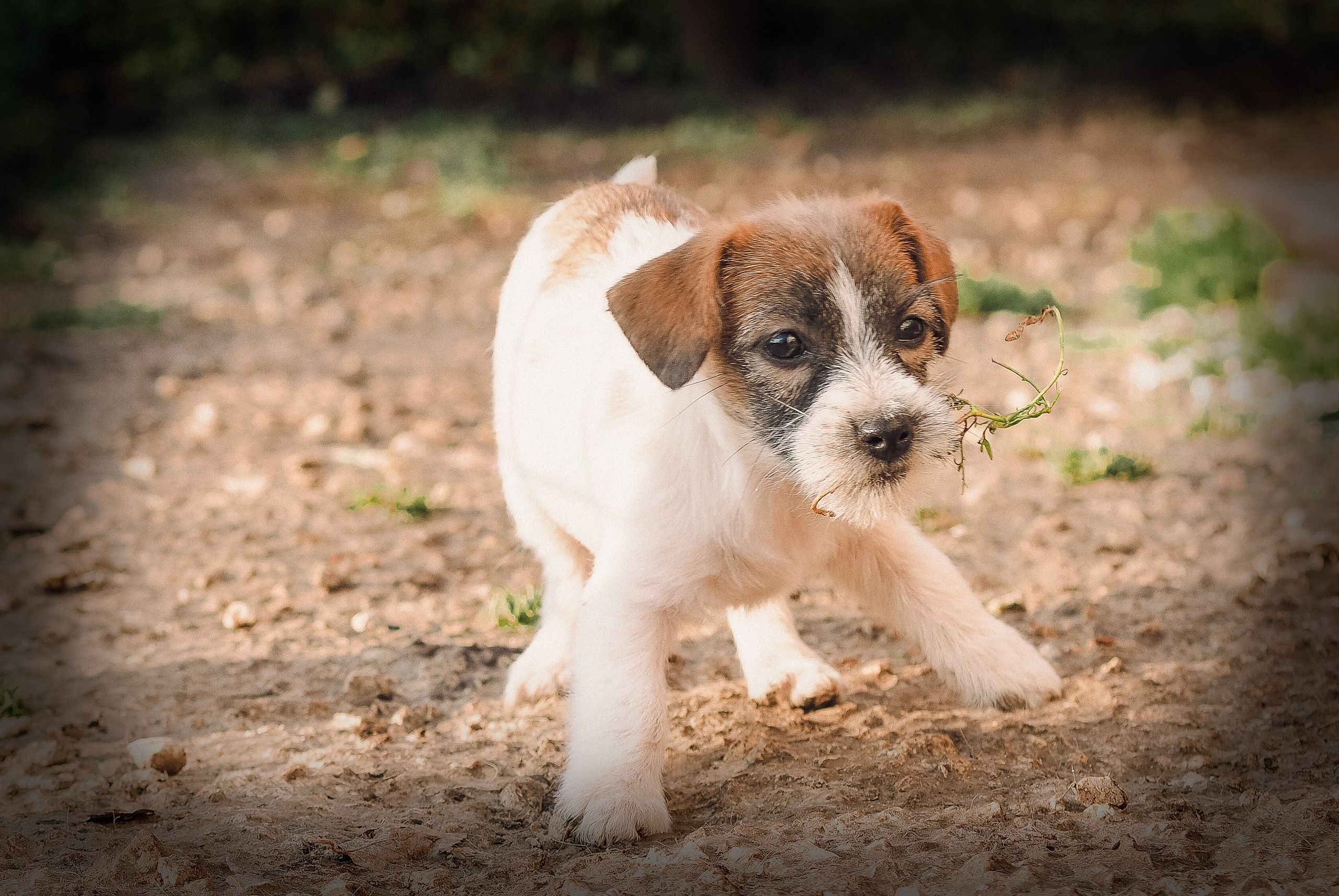 X_female_2_b-t. CANE MAESTRO — kennel Jack Russell Terrier