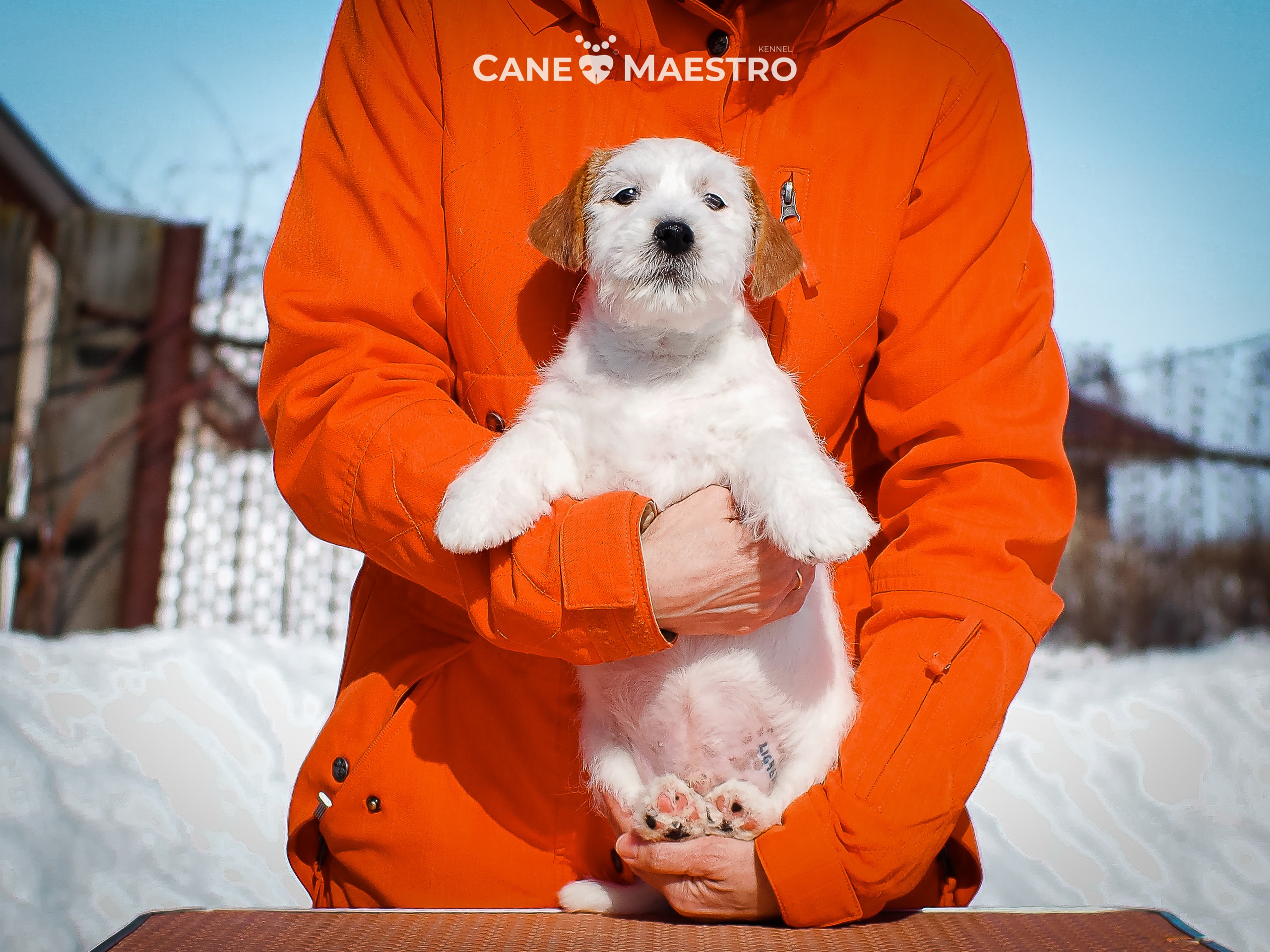 КОБ_Б_МОНОКЛЬ. CANE MAESTRO — kennel Jack Russell Terrier