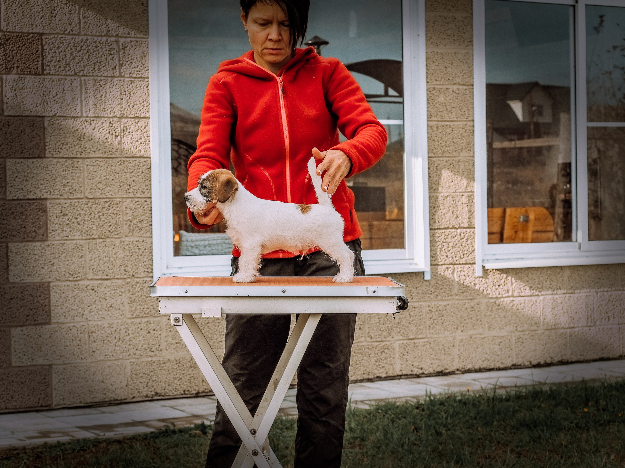 Щенок кобель ДРТ. КАНЕ МАЭСТРО — питомник Джек рассел терьеров