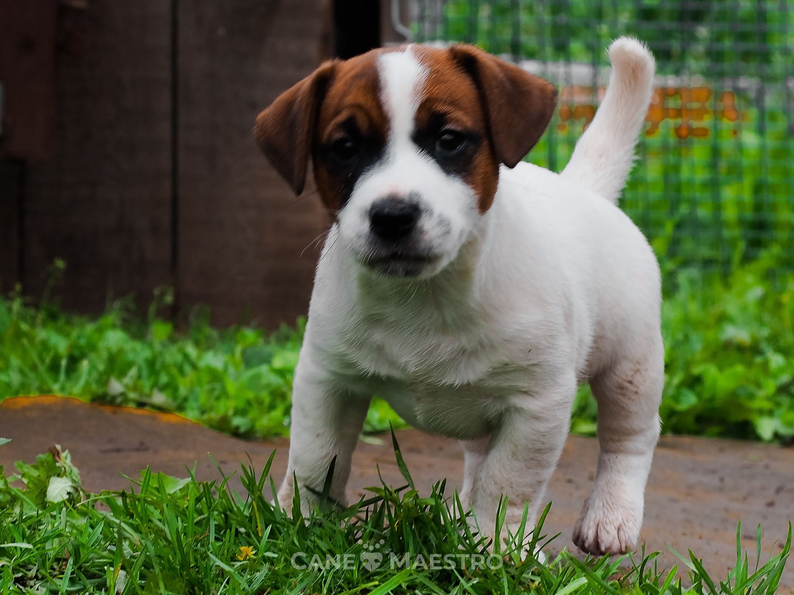 Ш_MALE_1_SHAMPAN. CANE MAESTRO — kennel Jack Russell Terrier
