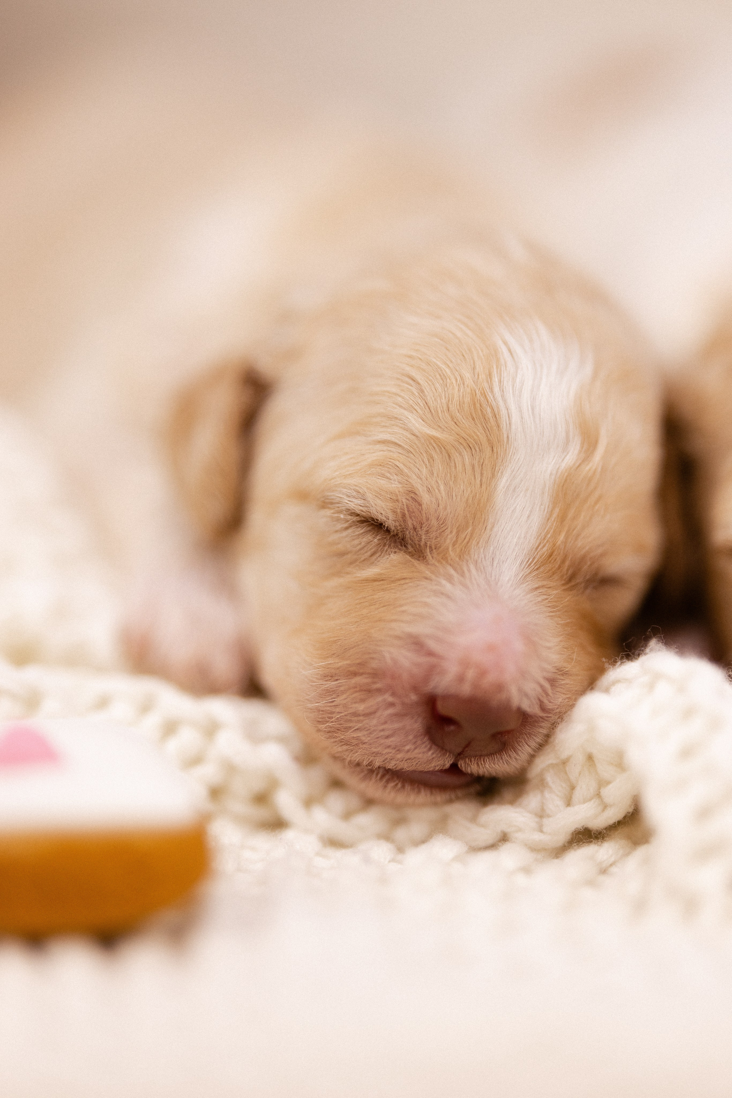 Лаготто Романьоло. Фотограф и видеограф анималист Аганина Дарья
