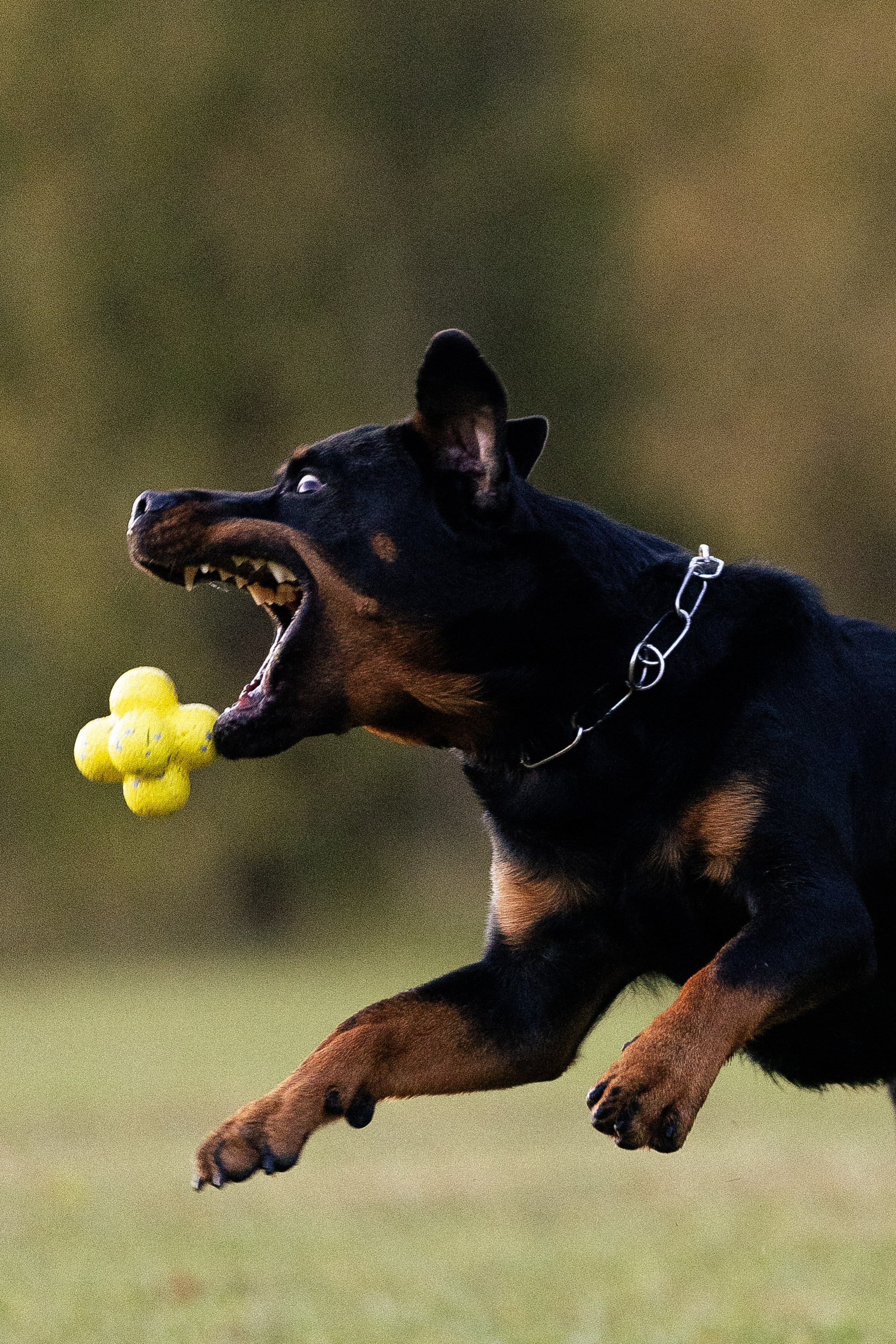 Катя, Леша, Лея и Трой. Фотограф и видеограф анималист Аганина Дарья