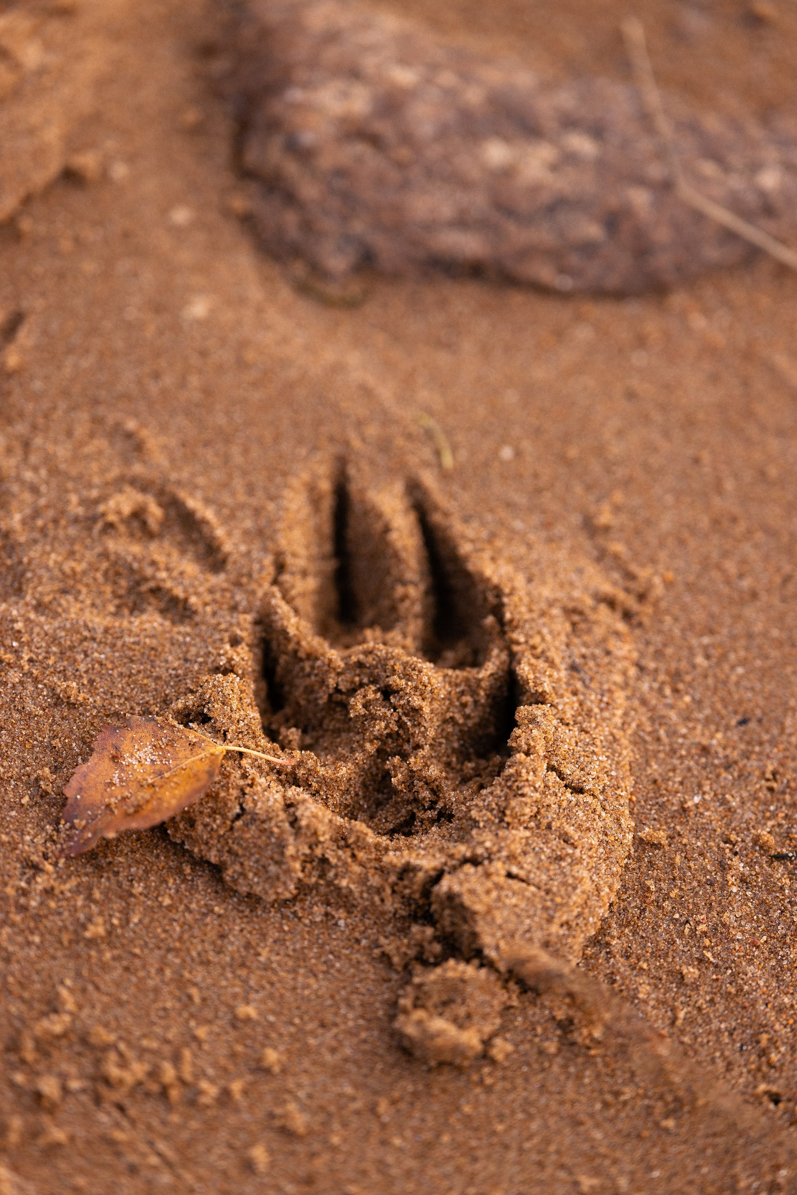 Karelia. Фотограф и видеограф анималист Аганина Дарья