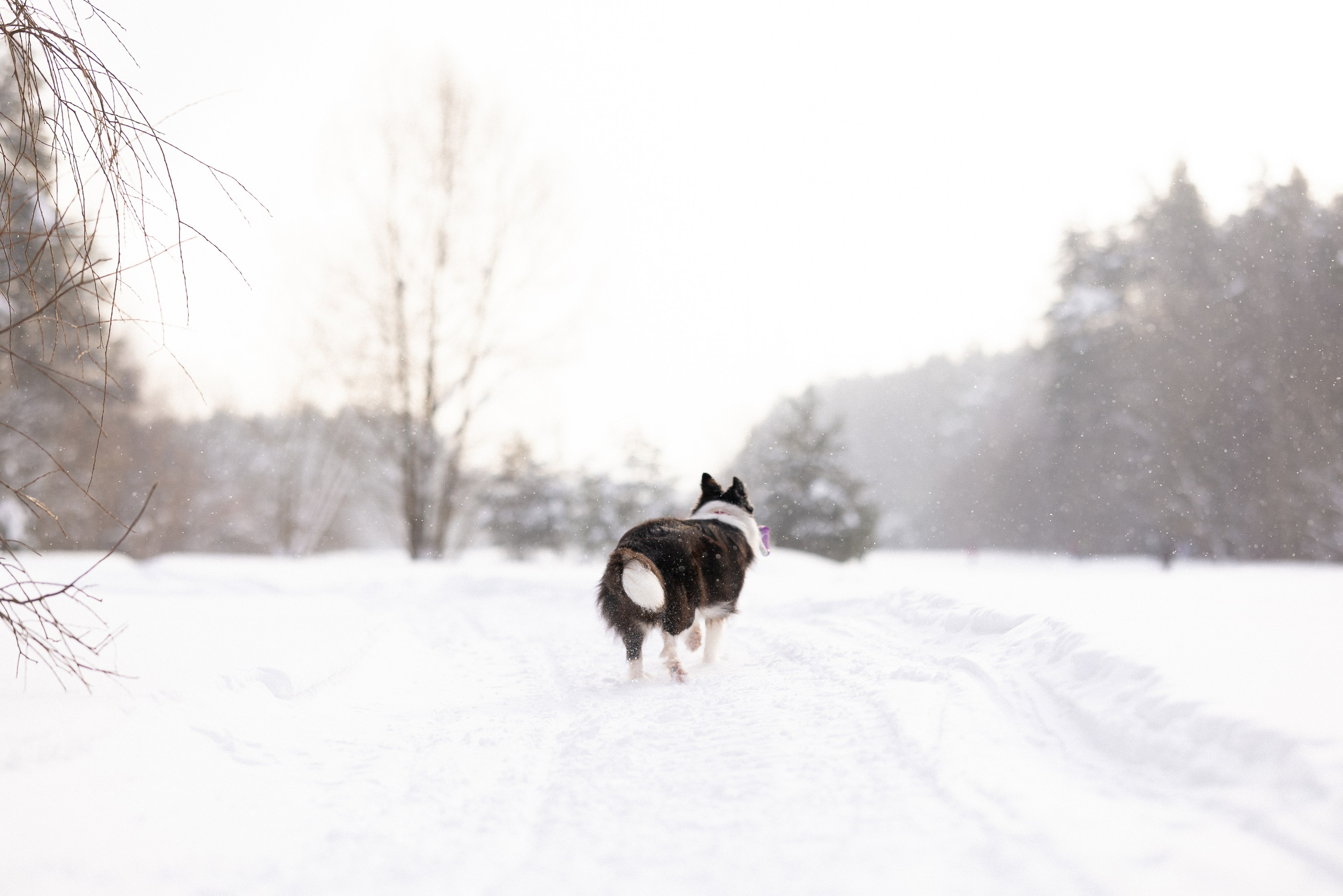 Лилия, Алексей и Ариана. Фотограф и видеограф анималист Аганина Дарья