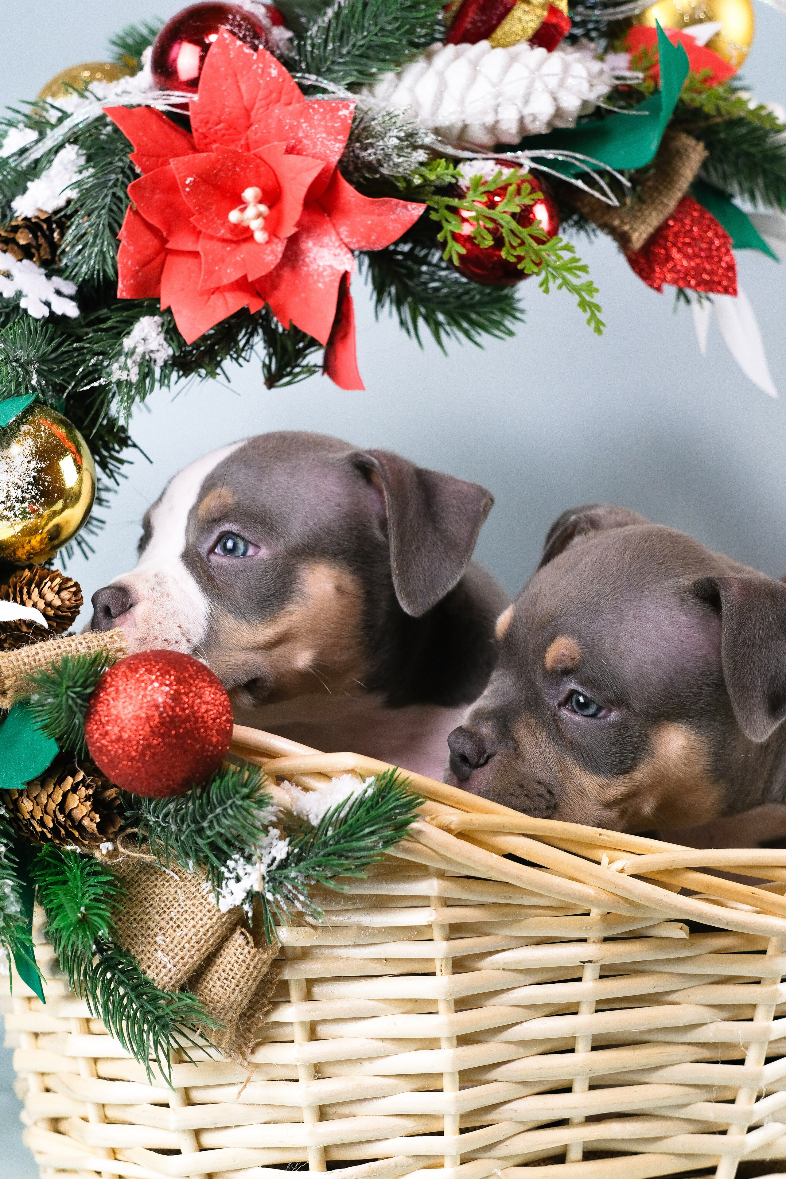 Американский Булли. Фотограф и видеограф анималист Аганина Дарья