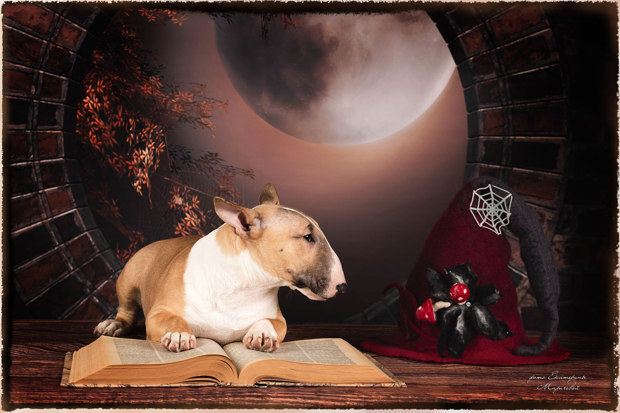 Тематические фоны с рисунком. Фотограф-анималист в Омске Екатерина Маричева