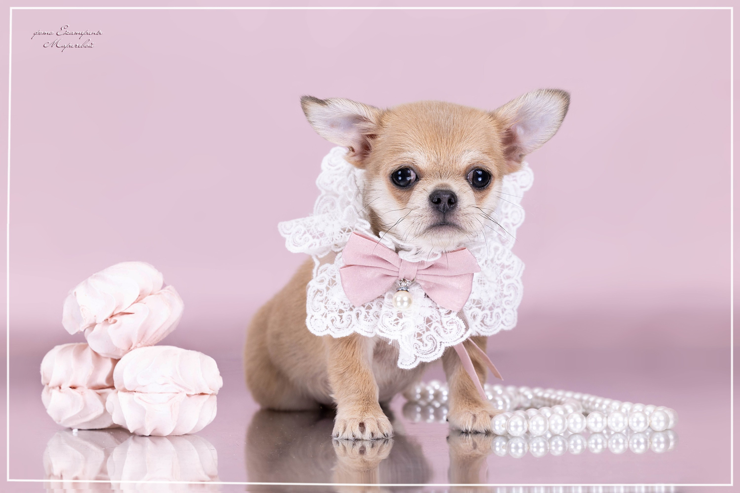 Пастельные фоны. Фотограф-анималист в Омске Екатерина Маричева