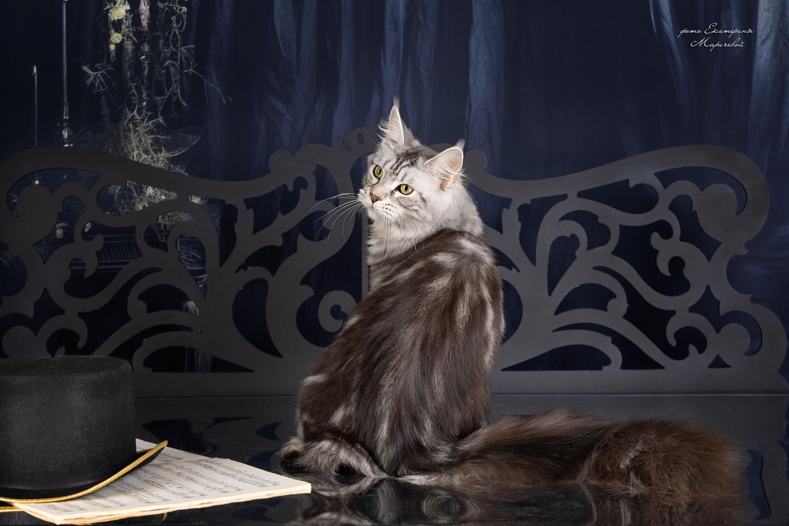 Стендовая съёмка на выставках кошек. Фотограф-анималист в Омске Екатерина Маричева