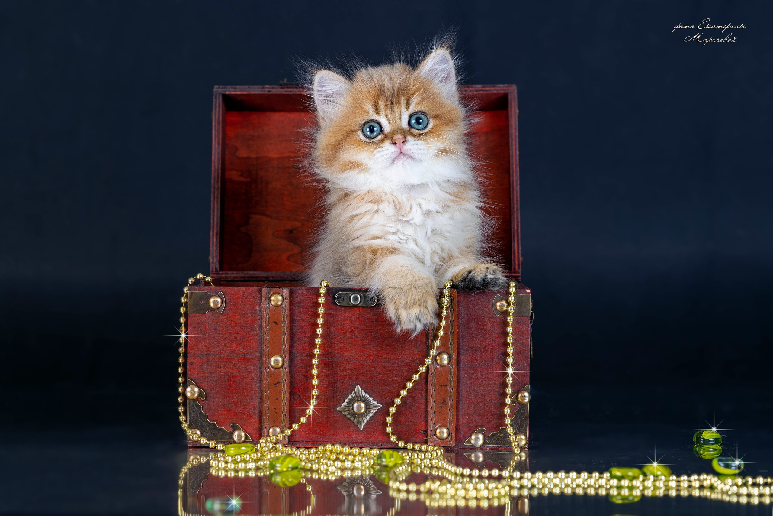 Галерея котят. Фотограф-анималист в Омске Екатерина Маричева