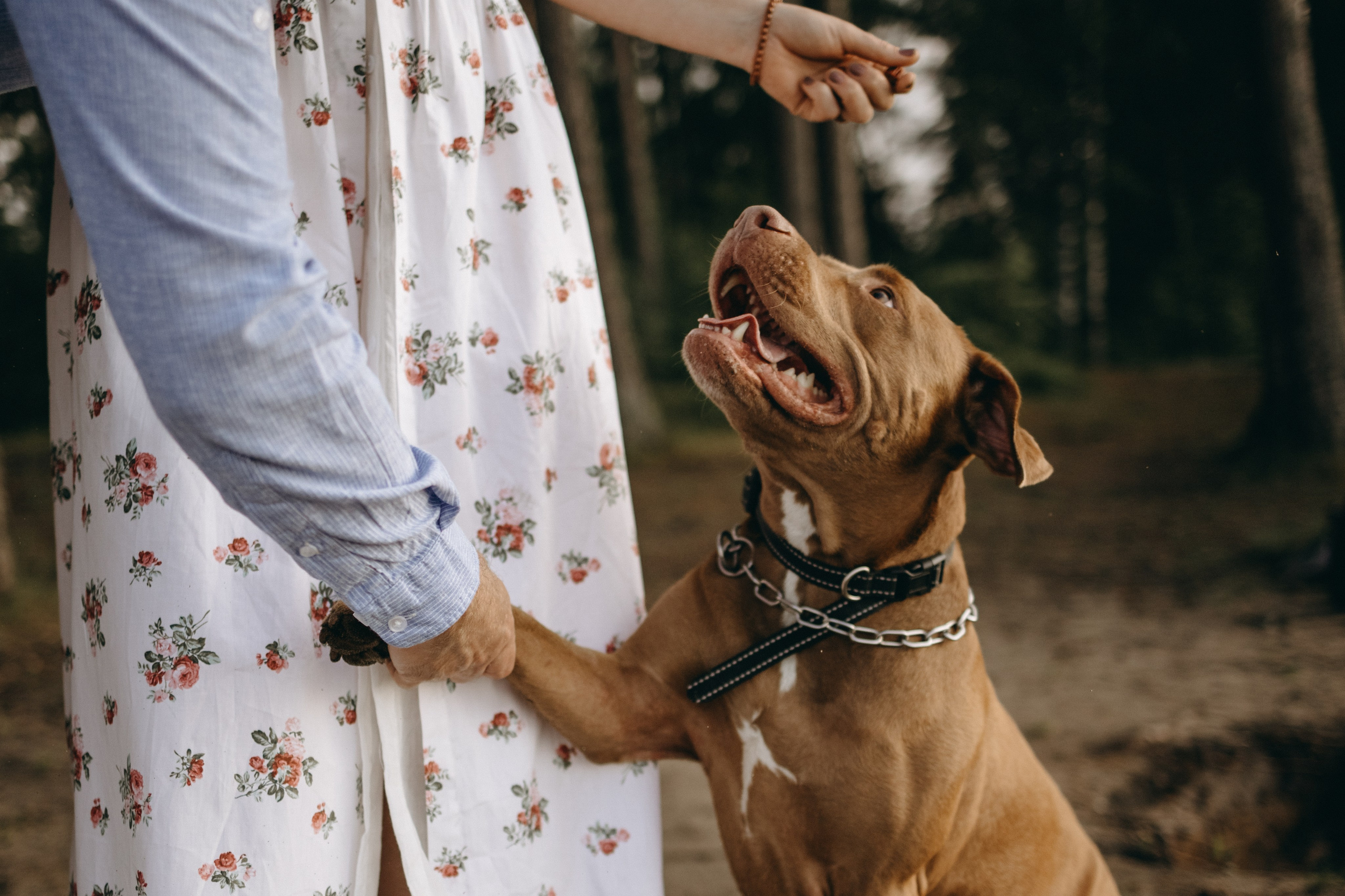 Бонни и ее семья. Фотограф — Анималист | Санкт-Петербург