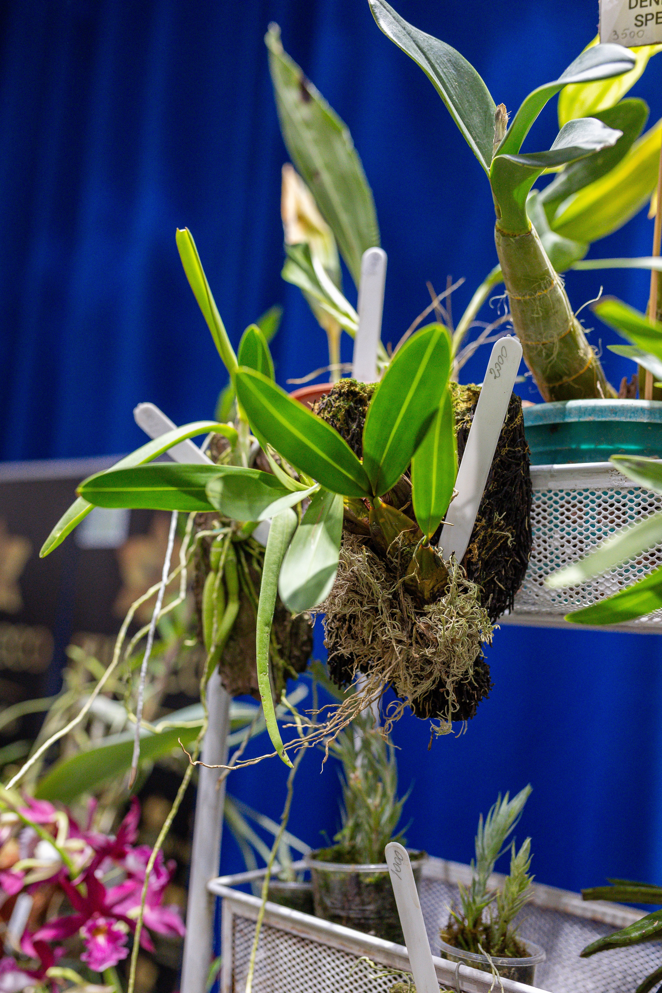 Орхидиум 12.2025. Александра Куликова фотограф, Москва