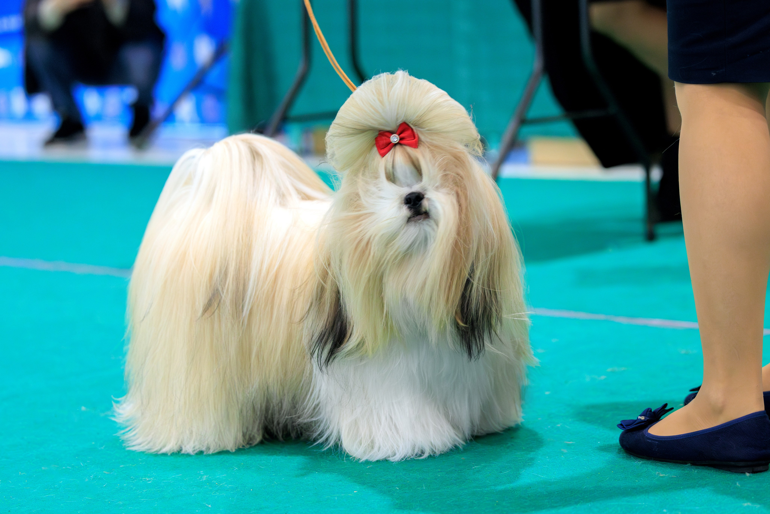 Минск 24-25.02.2024. Фотограф-анималист Юлия Германика