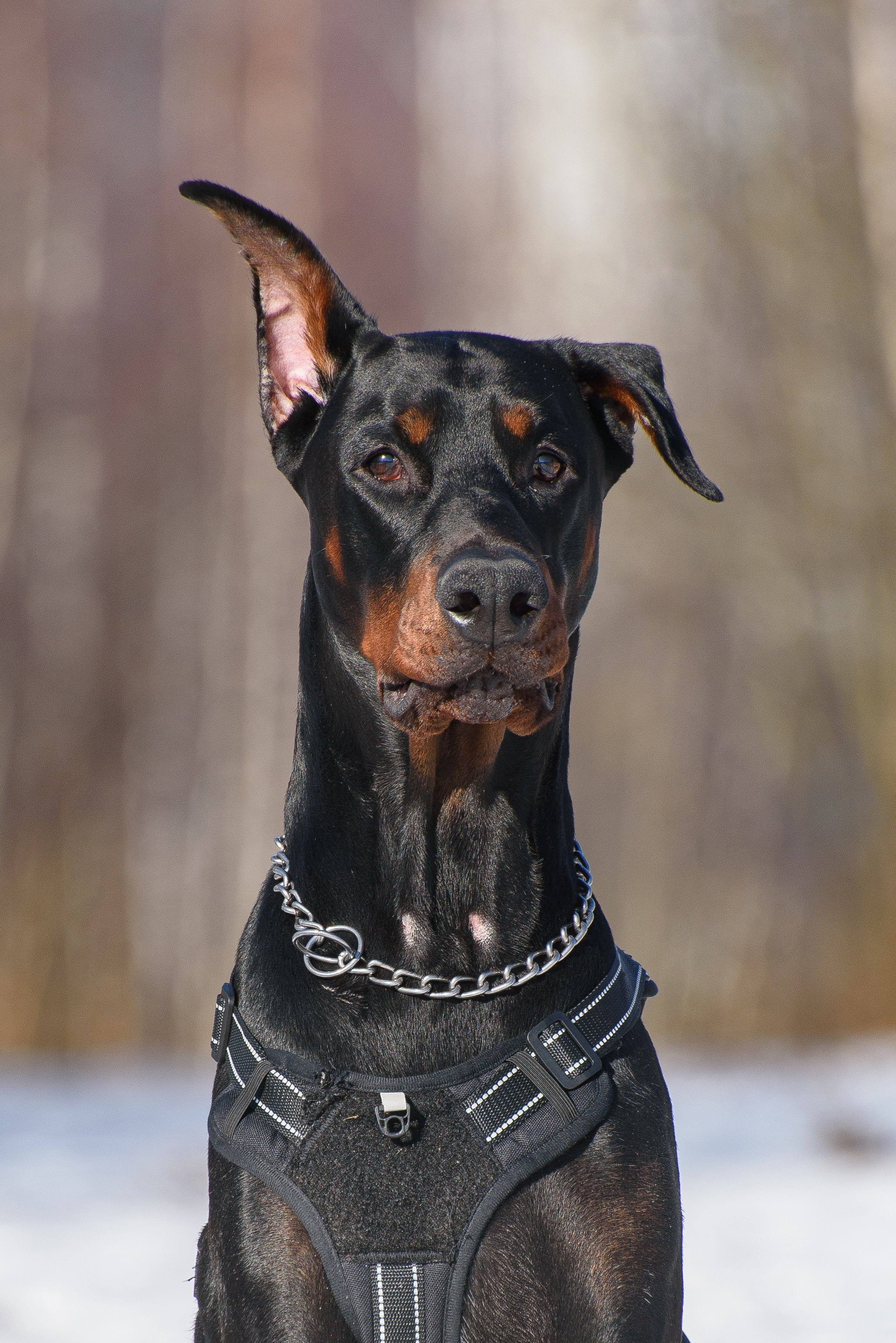 Фотосессию с любимым доберманом. Фотограф Макс Огурцов в Нижнем Новгороде