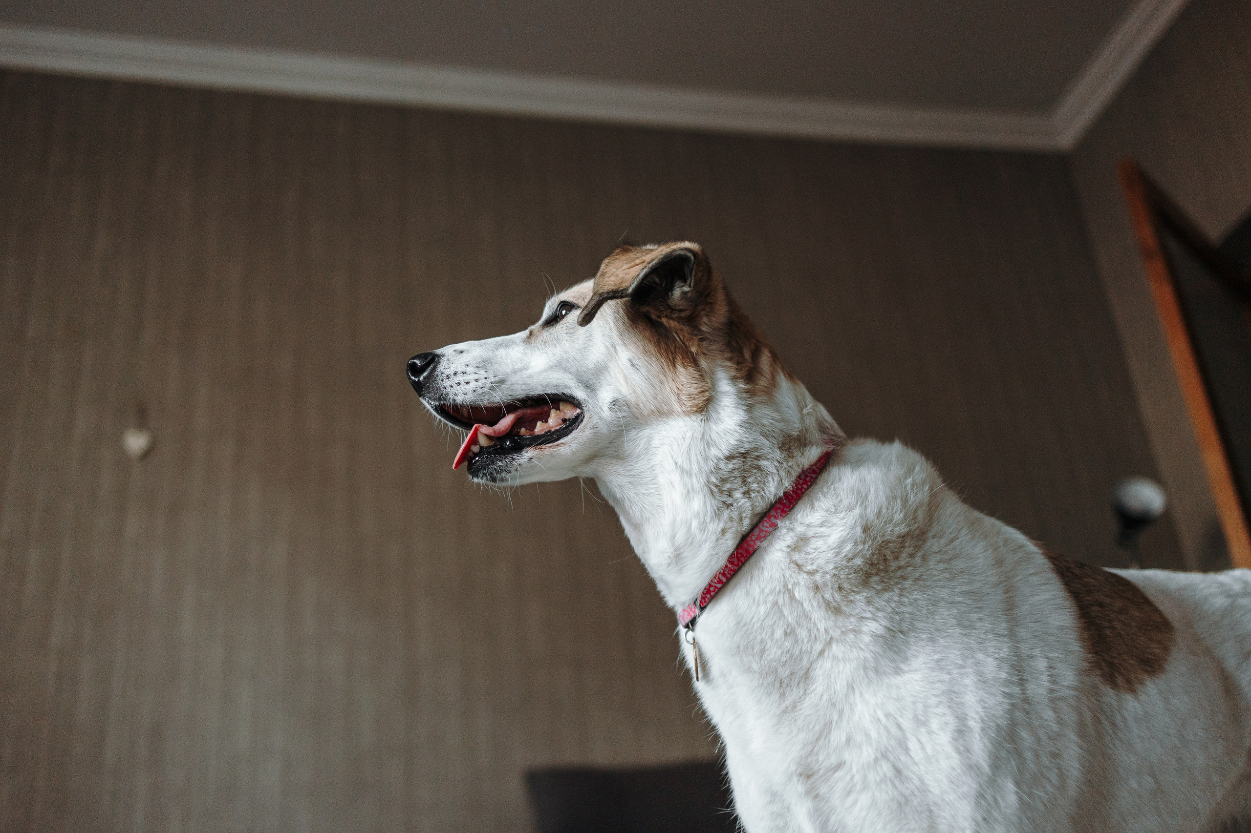 Саша и ее хвосты. Фотограф — Анималист | Санкт-Петербург