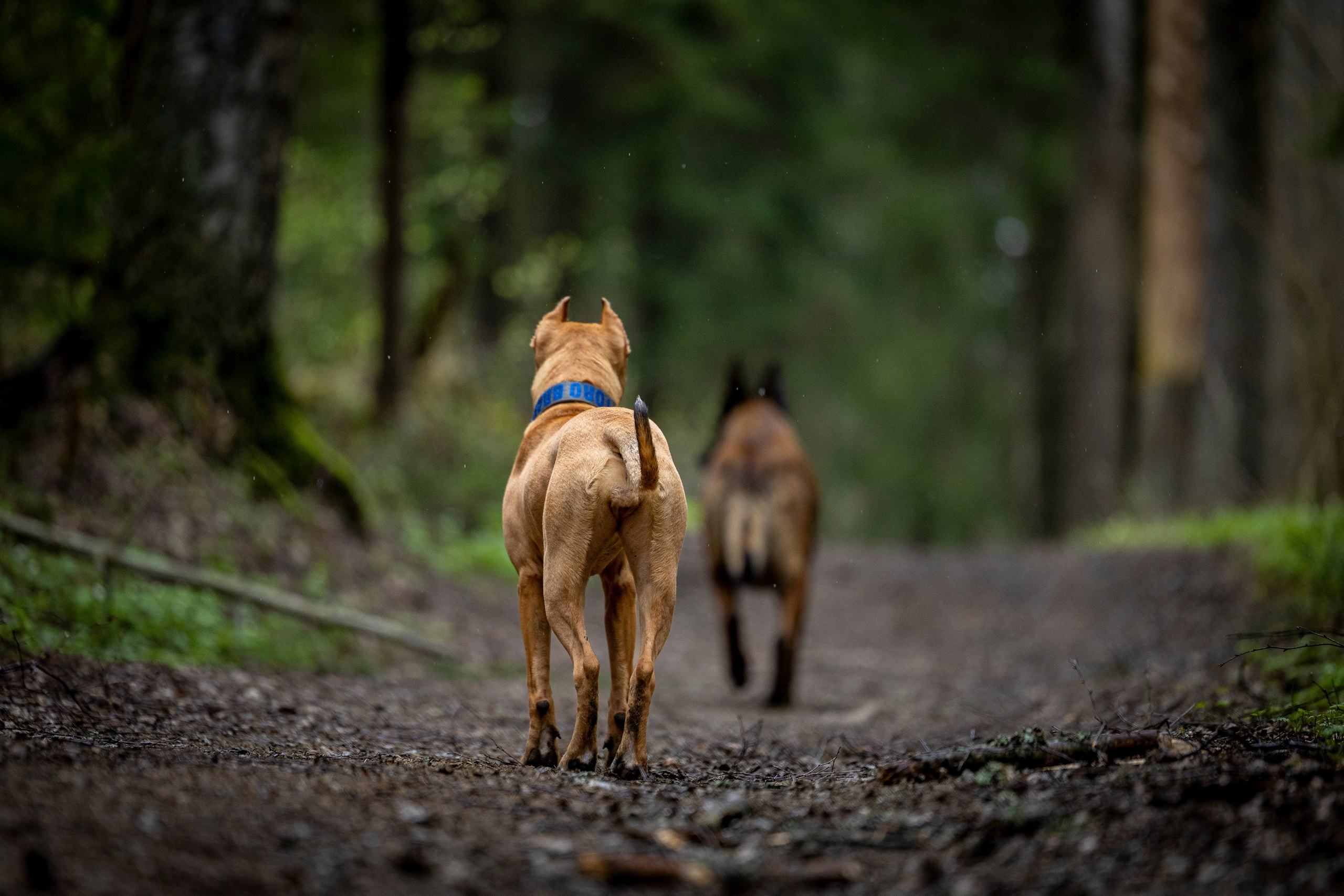 Миура. Фотограф-анималист Анна Маринич