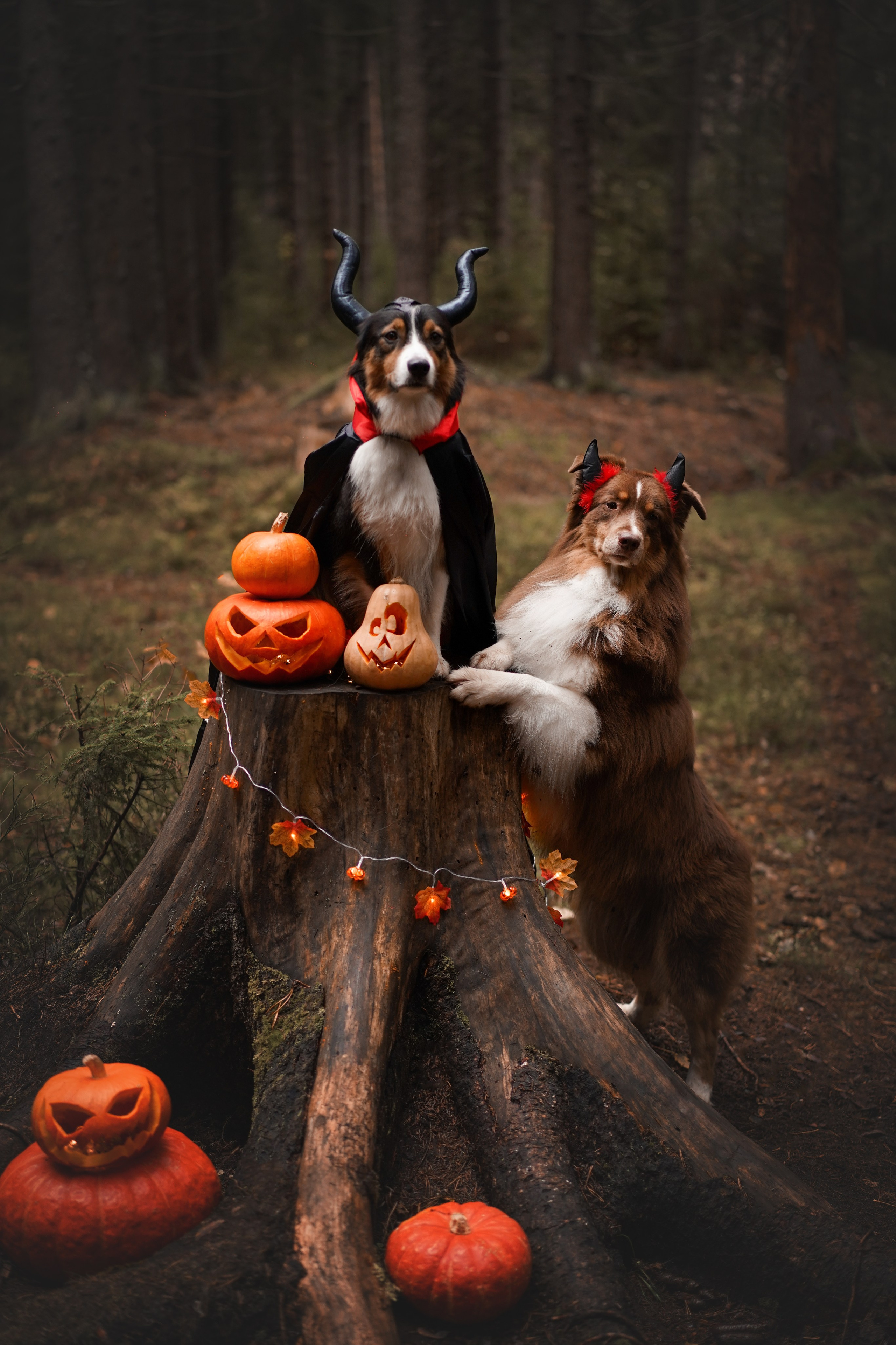 Аусси Хэллоуин 24. Фотограф-анималист в Санкт-Петербурге Яна Мартынова