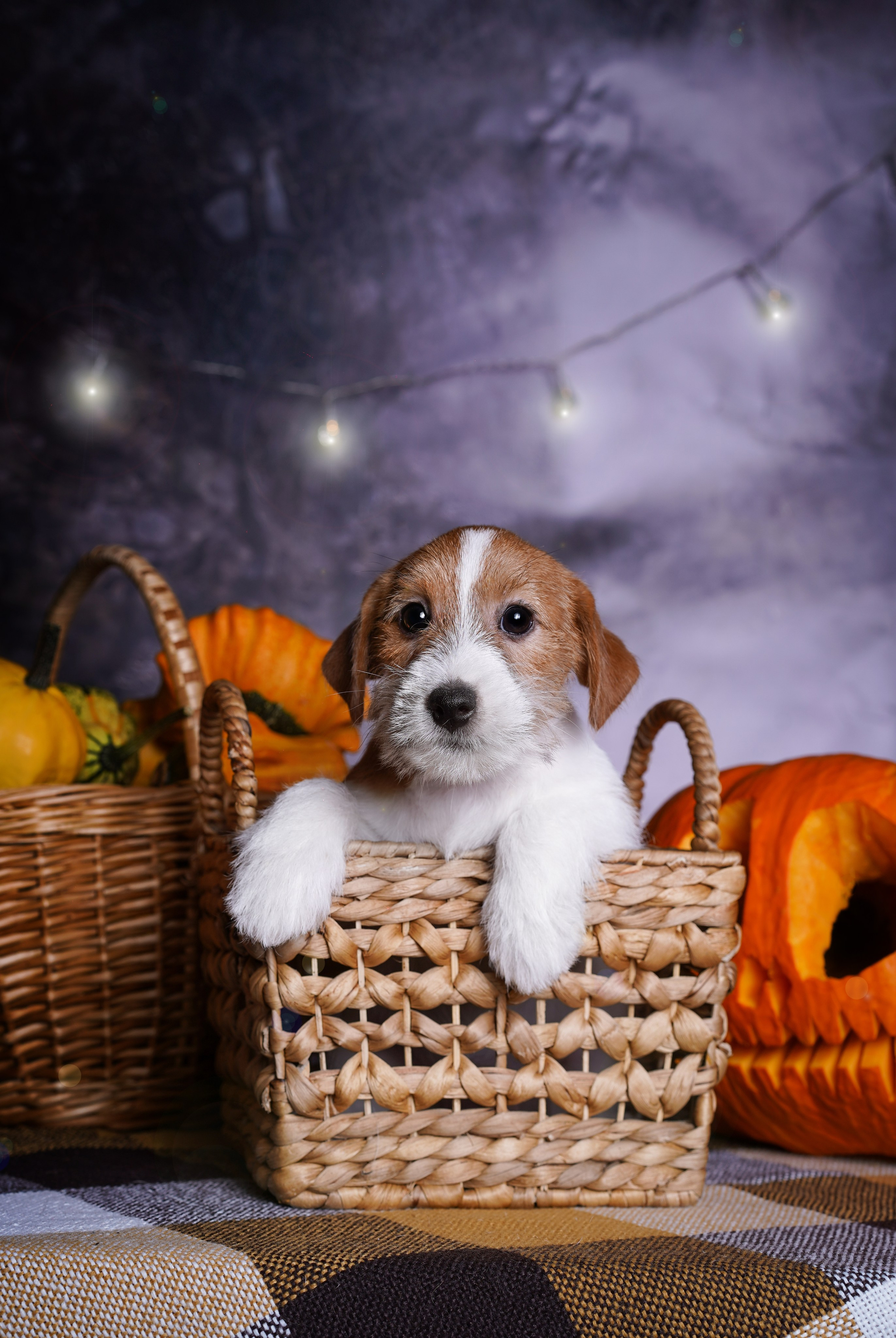 Щенки джек-рассел терьера. Фотограф-анималист в Санкт-Петербурге Яна Мартынова