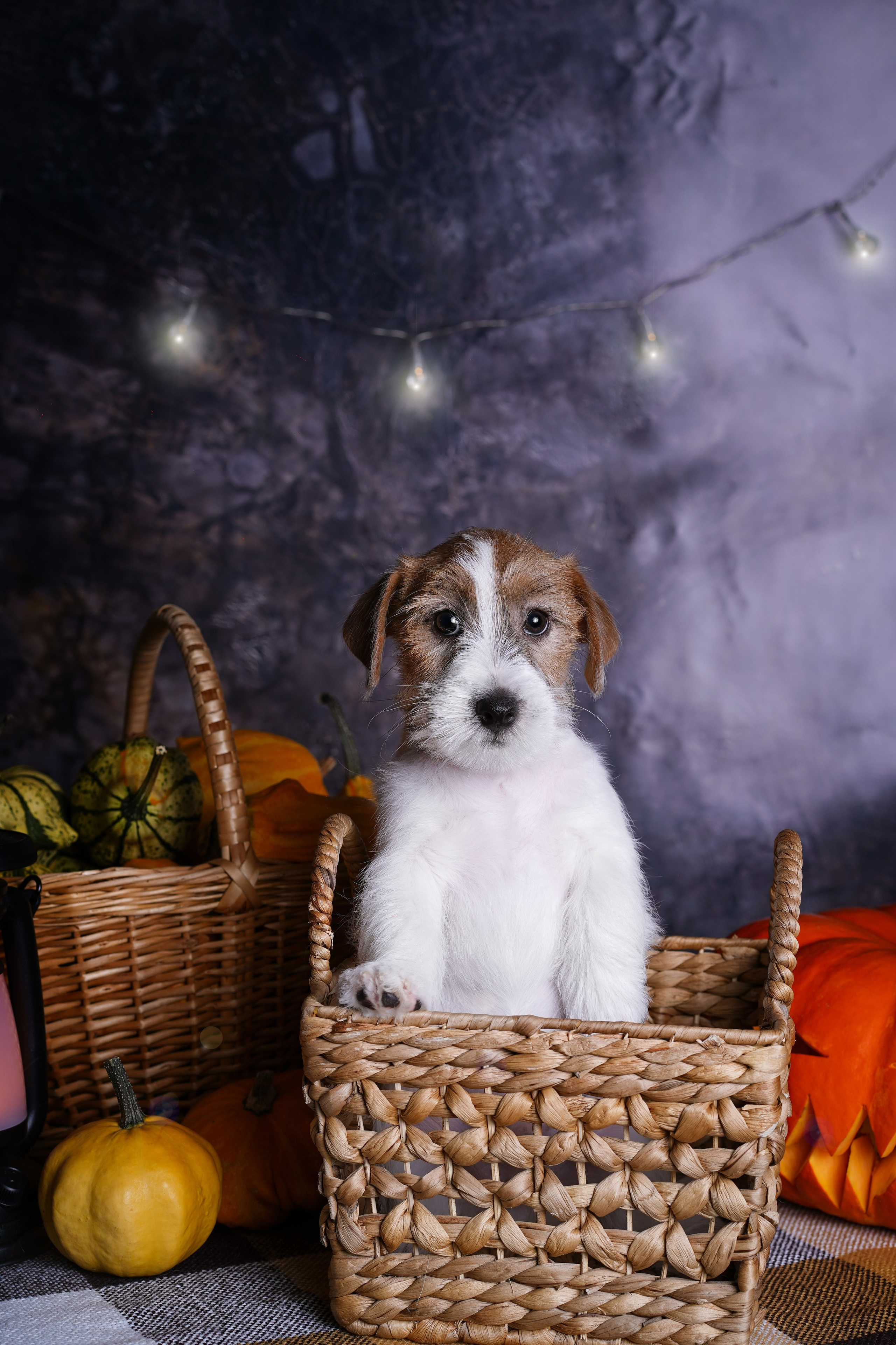 Щенки джек-рассел терьера. Фотограф-анималист в Санкт-Петербурге Яна Мартынова