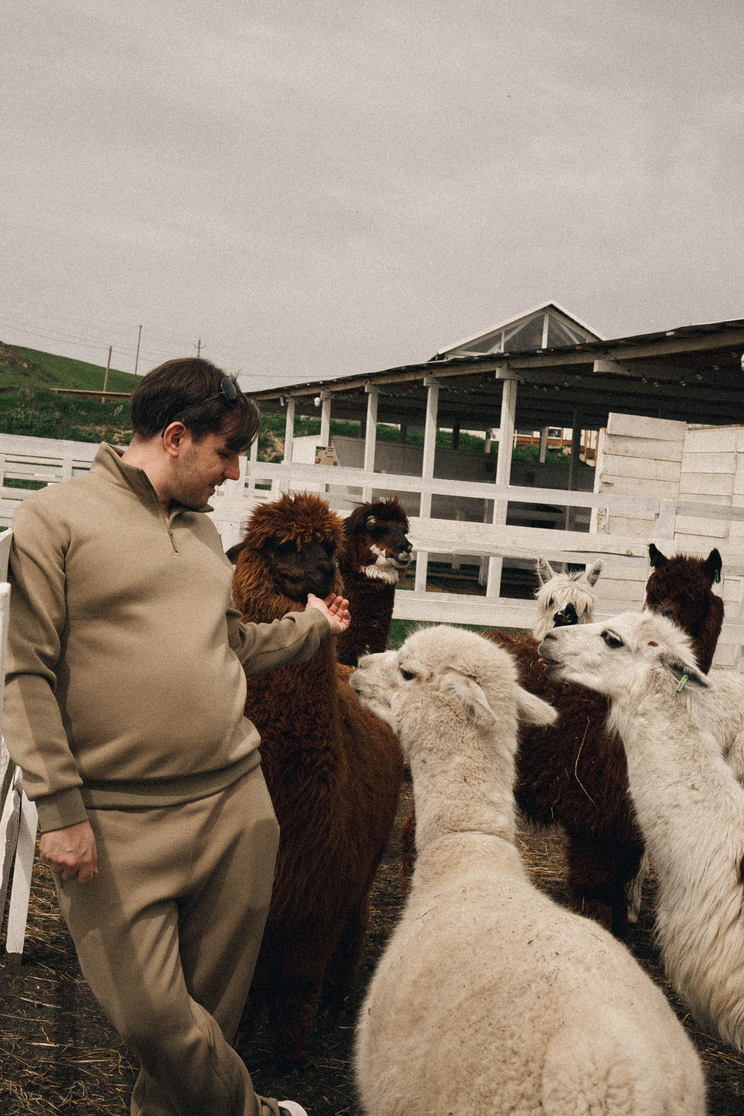 Ферма Альпак. Профессиональный фотограф, Санкт-Петербург — Виктория Богомолова
