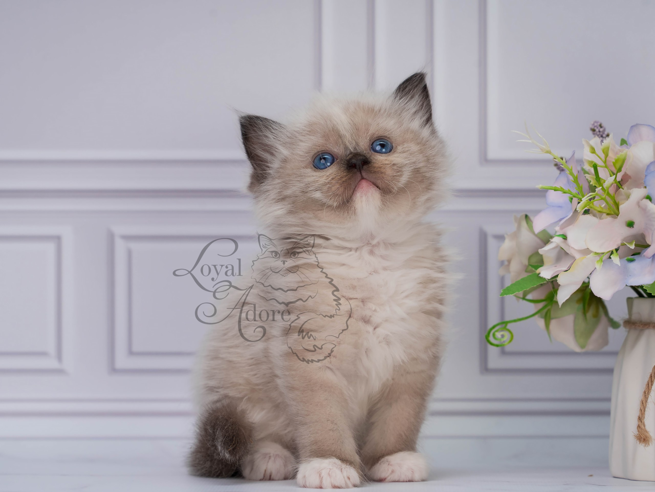 Котята рэгдолл от Loyal Adore. Питомник рэгдолл Loyal Adore