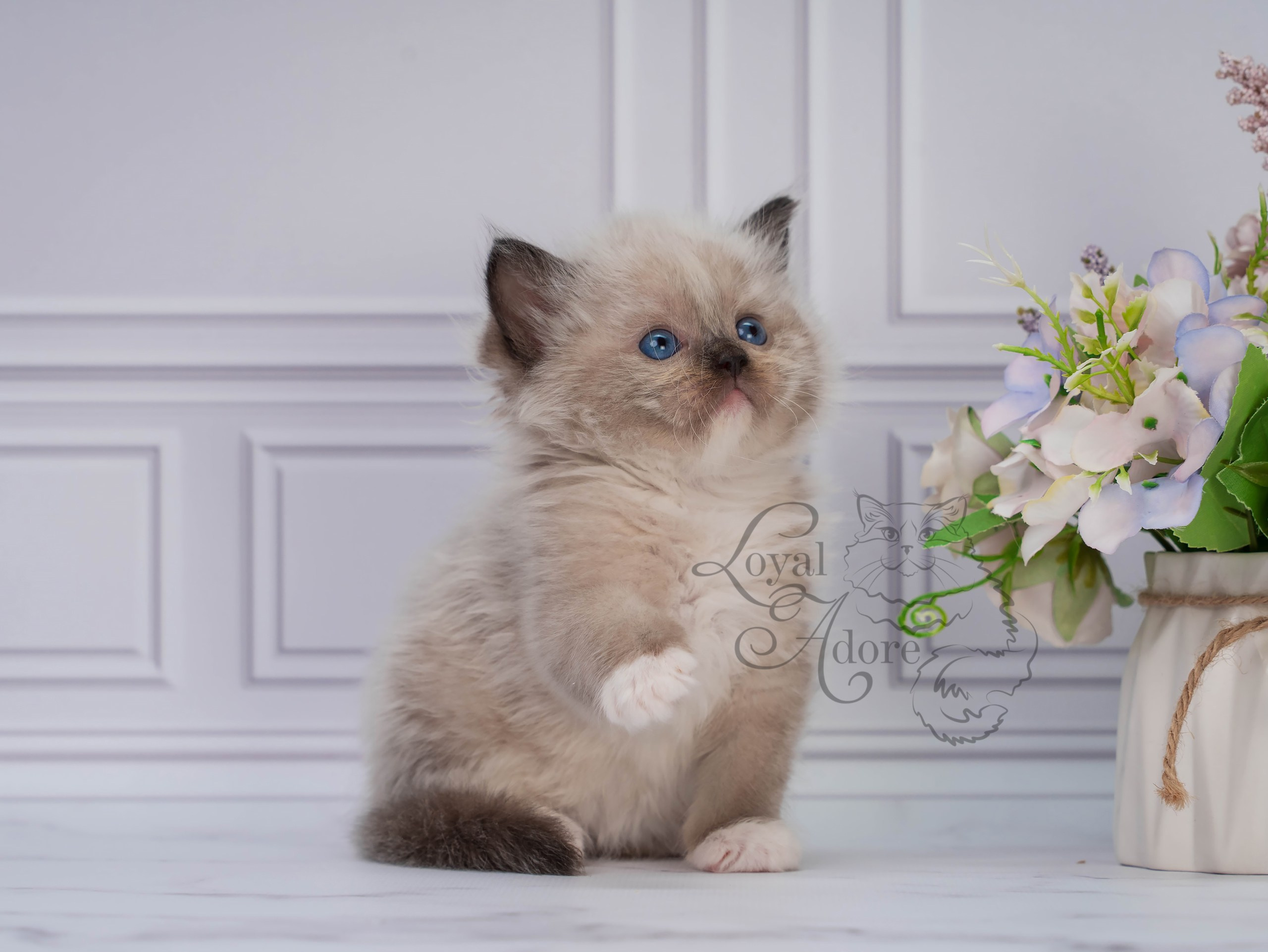 Котята рэгдолл от Loyal Adore. Питомник рэгдолл Loyal Adore