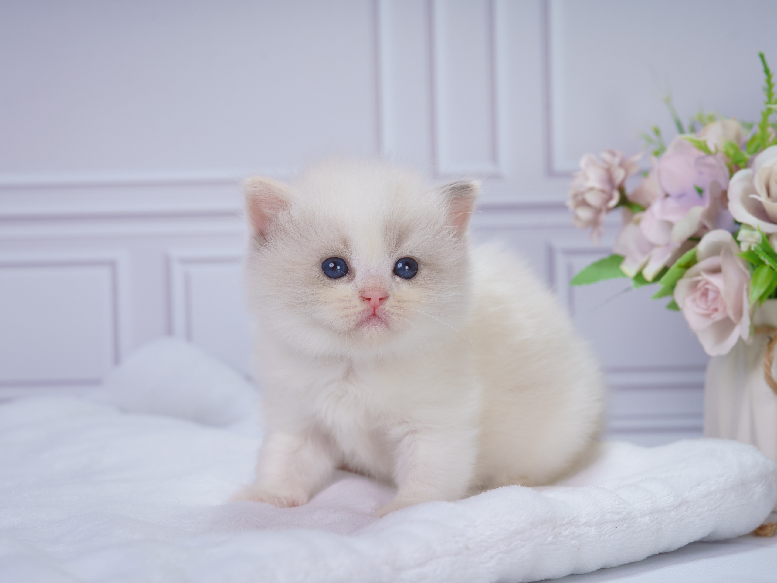 Котята рэгдолл от Loyal Adore. Питомник рэгдолл Loyal Adore