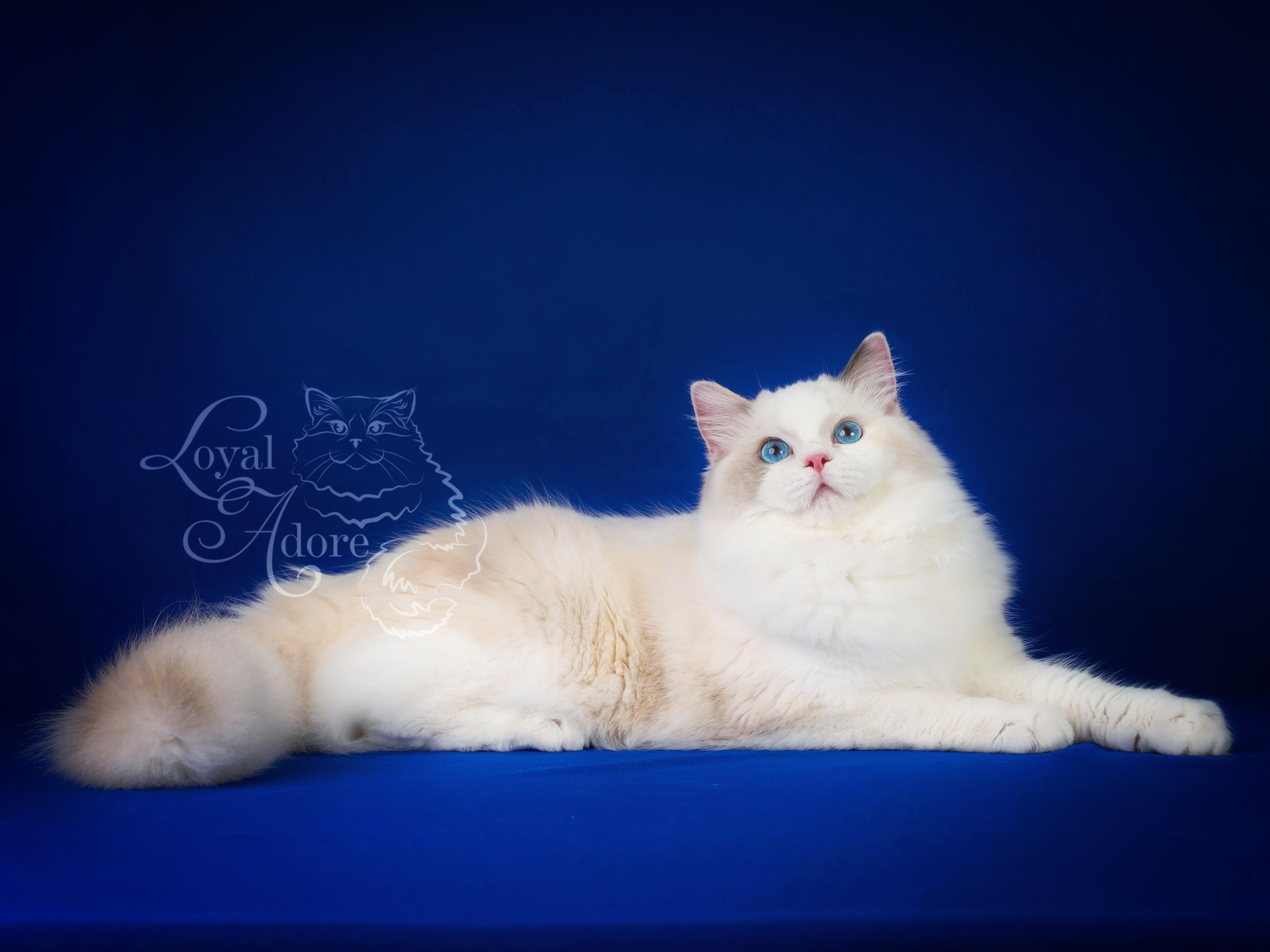 Кошки производители Loyal Adore. Питомник рэгдолл Loyal Adore