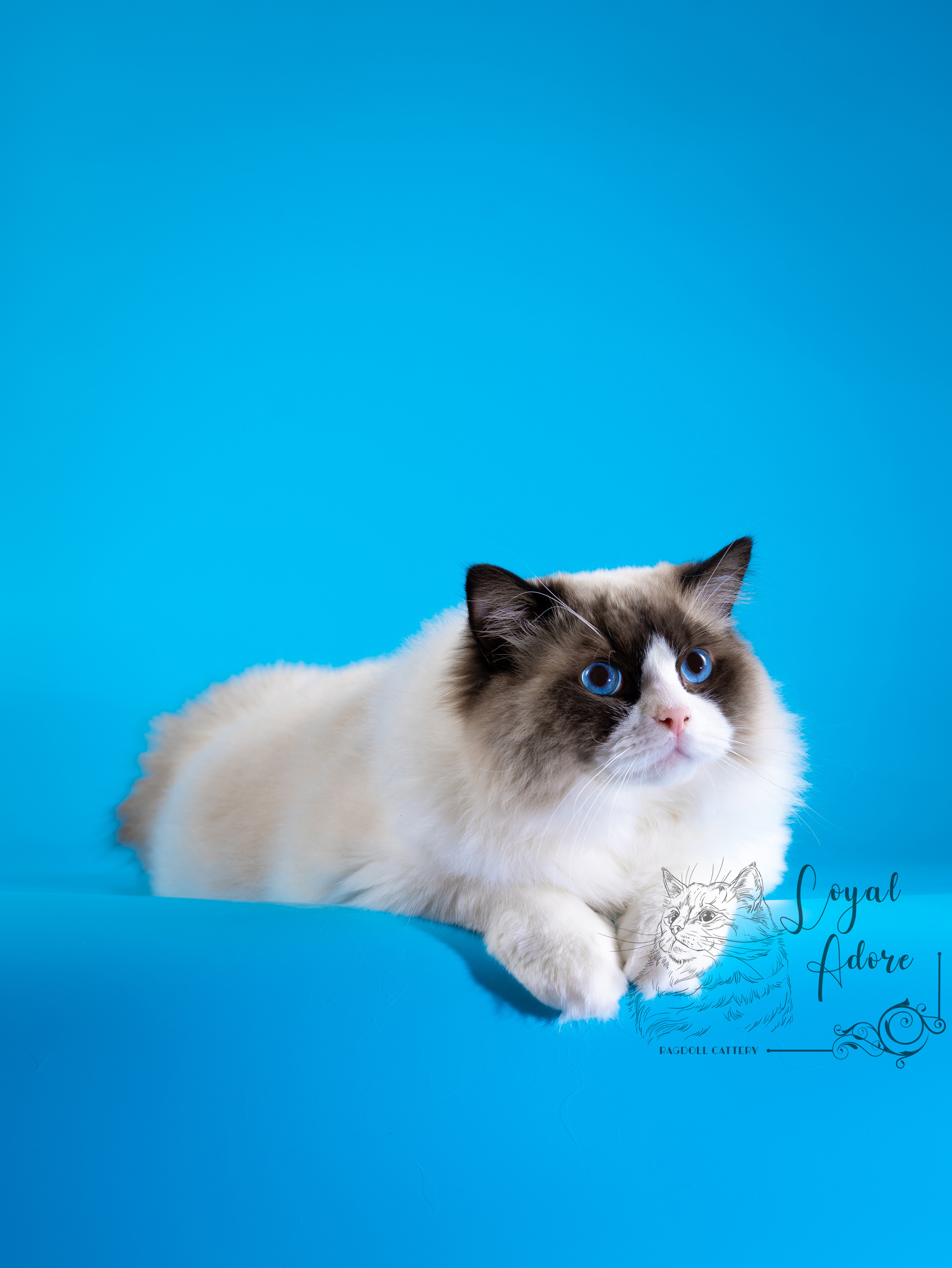 Коты производители Loyal Adore. Питомник рэгдолл Loyal Adore