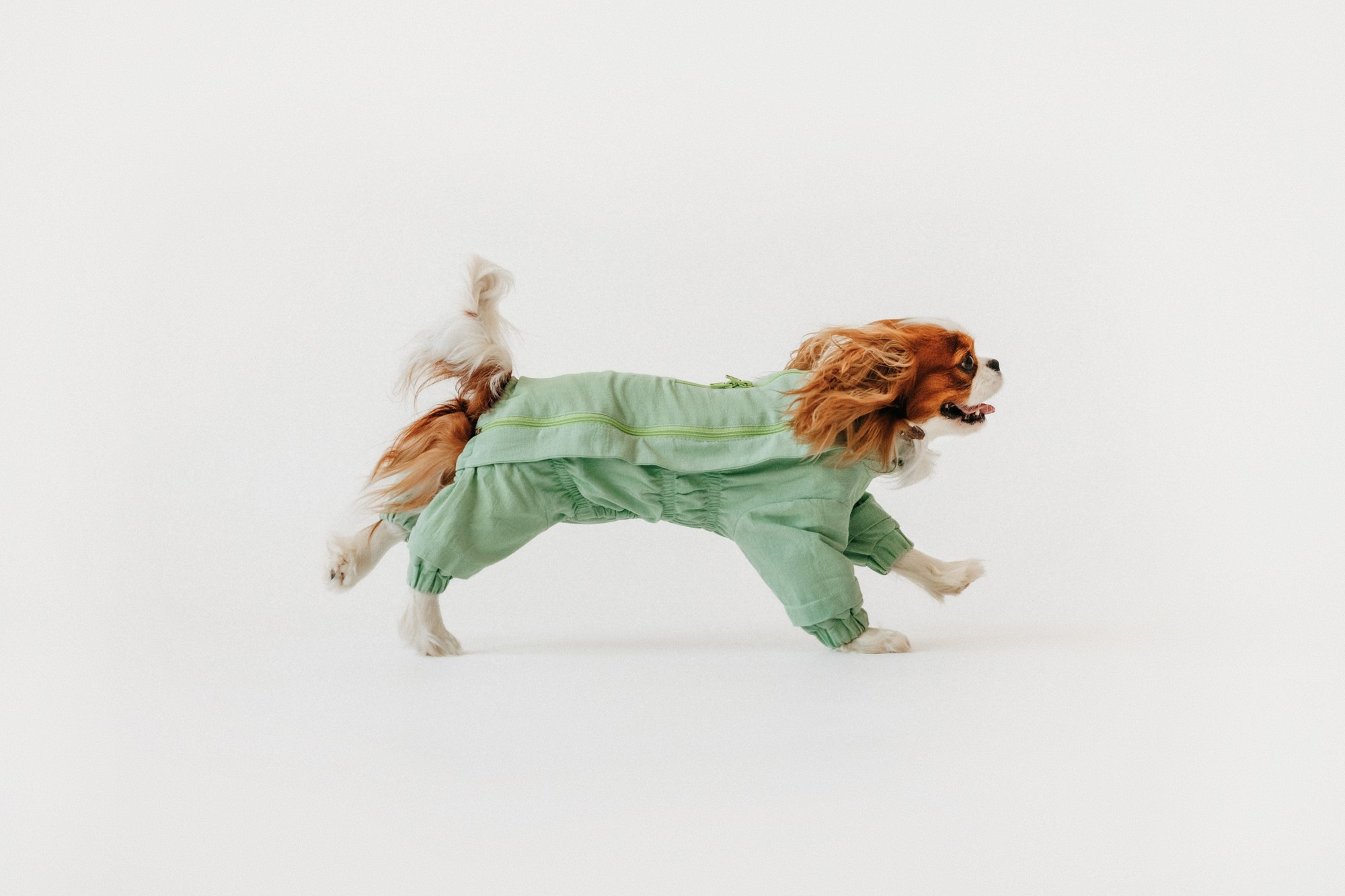 Одежда Lapa`s brand. Фотограф-анималист Елена Радченко, Москва