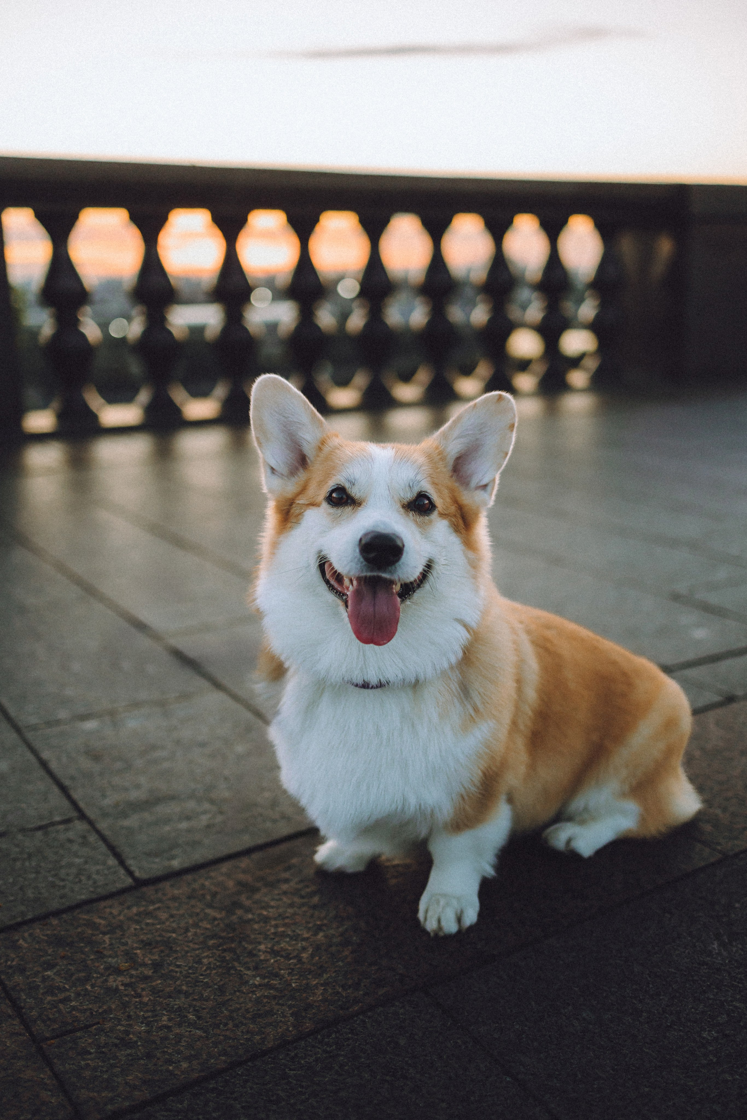 Пуговка и ее семья