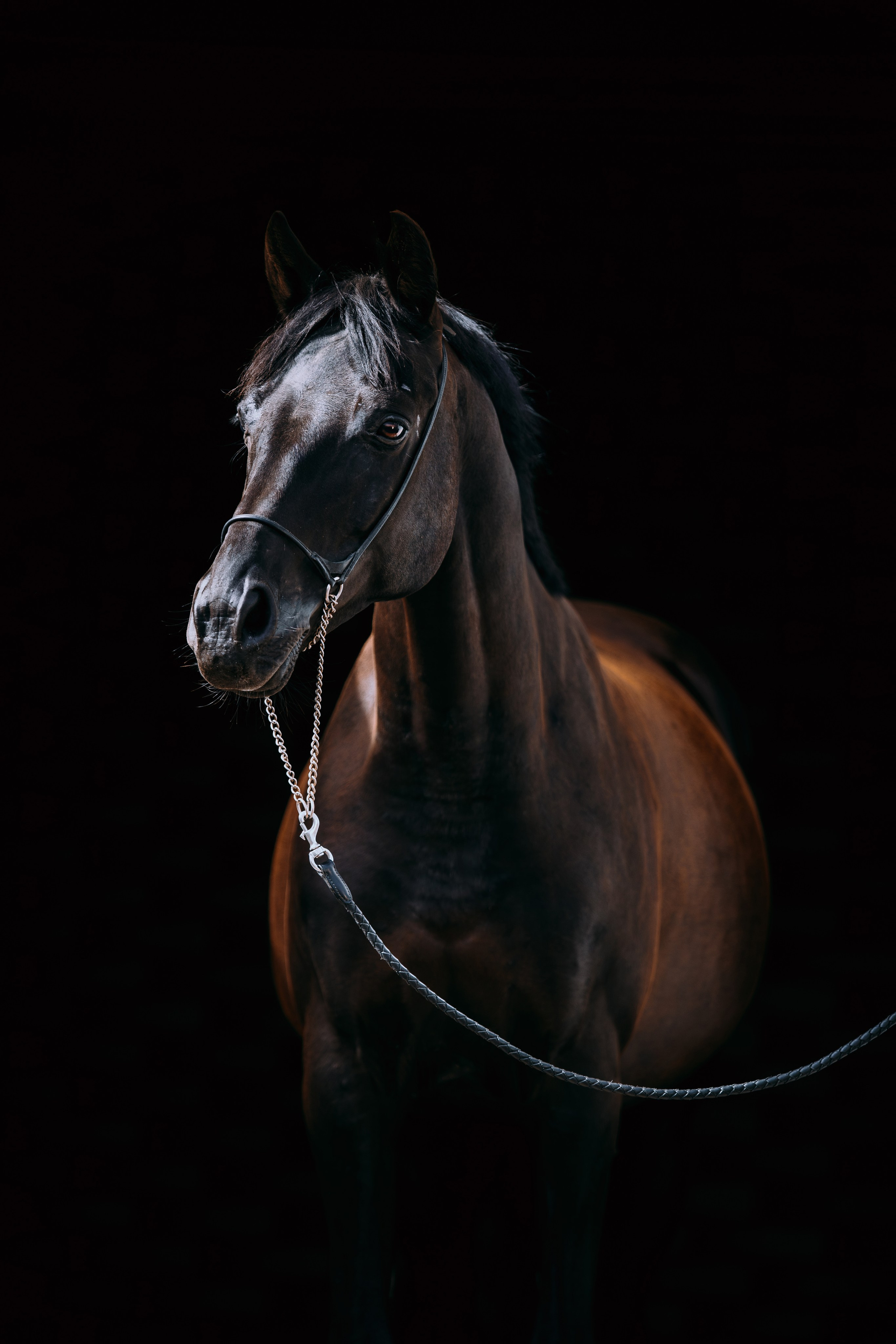 На черном фоне. Фотограф-анималист Ксендзова Кристина