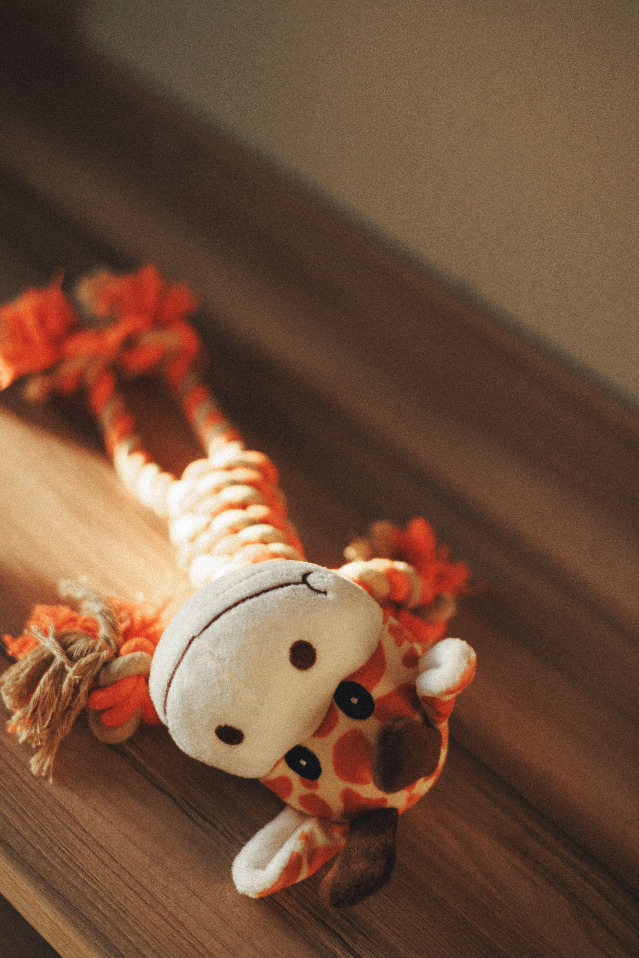 M-Pets. Фотограф анималист Осипчикова Мария