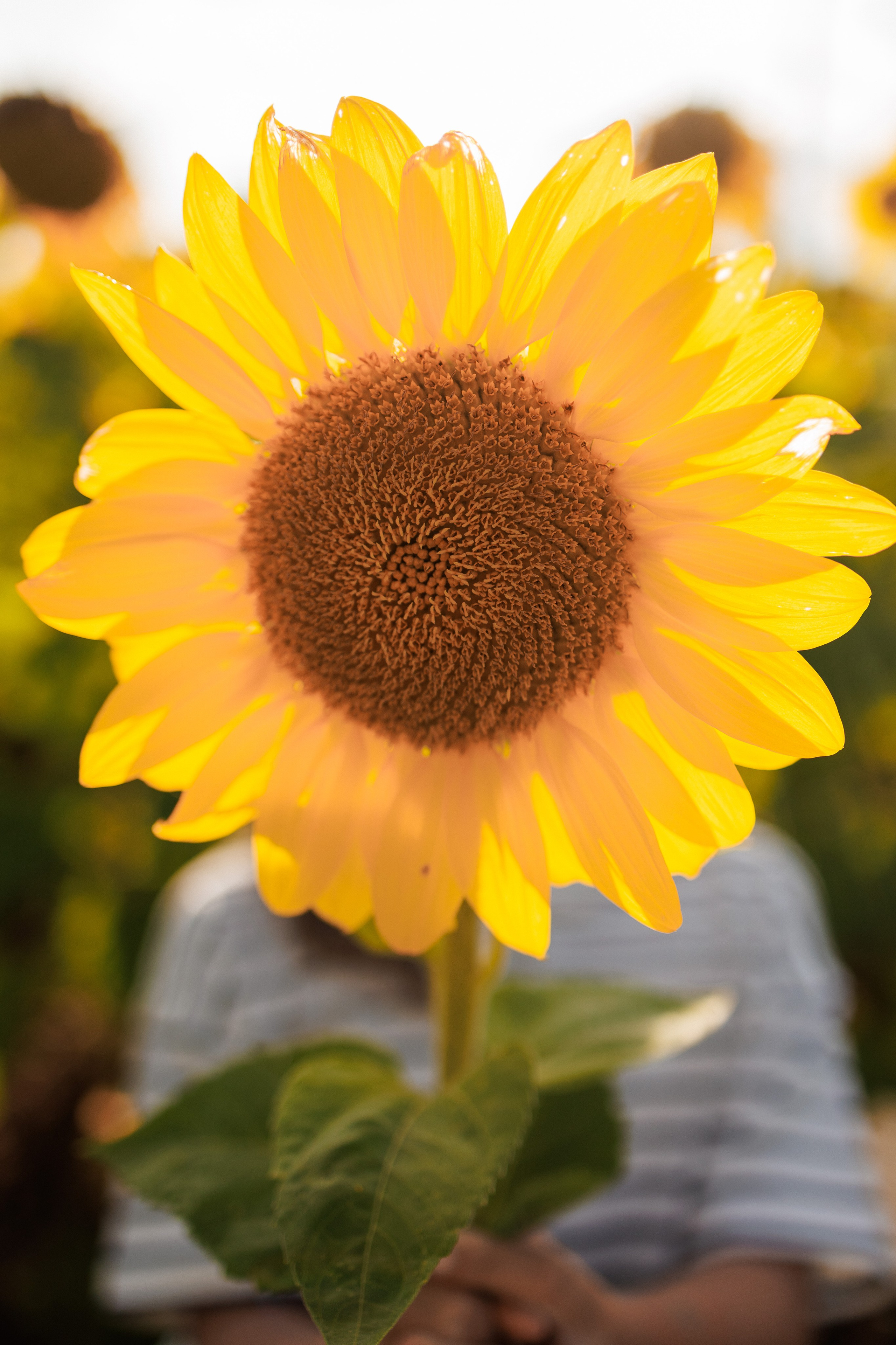 В поле подсолнухов. Семейный фотограф г. Тюмень