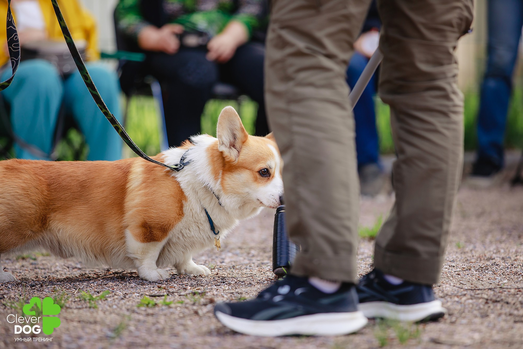 Семинар по поиску запаха с Иваном Ломовым, организатор CleverDog, СПб. Фотограф-анималист Mary Mart — Москва, Питер