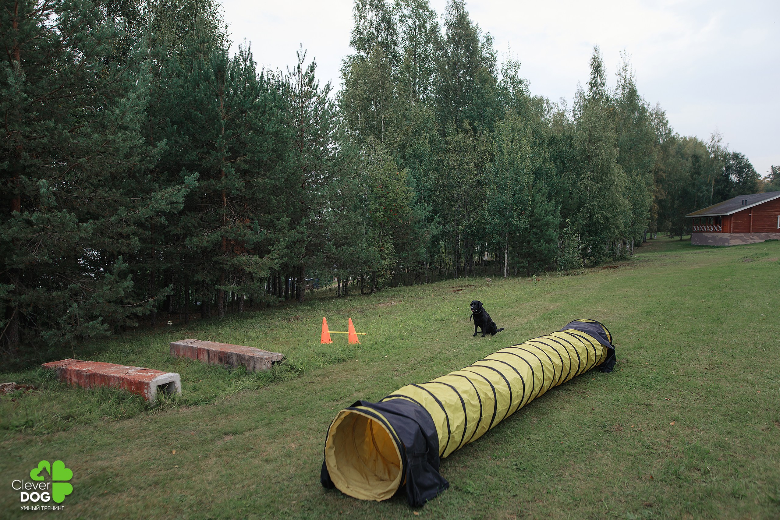 Кинологический лагерь CleverDog, 2024. Фотограф-анималист Mary Mart — Москва, Питер