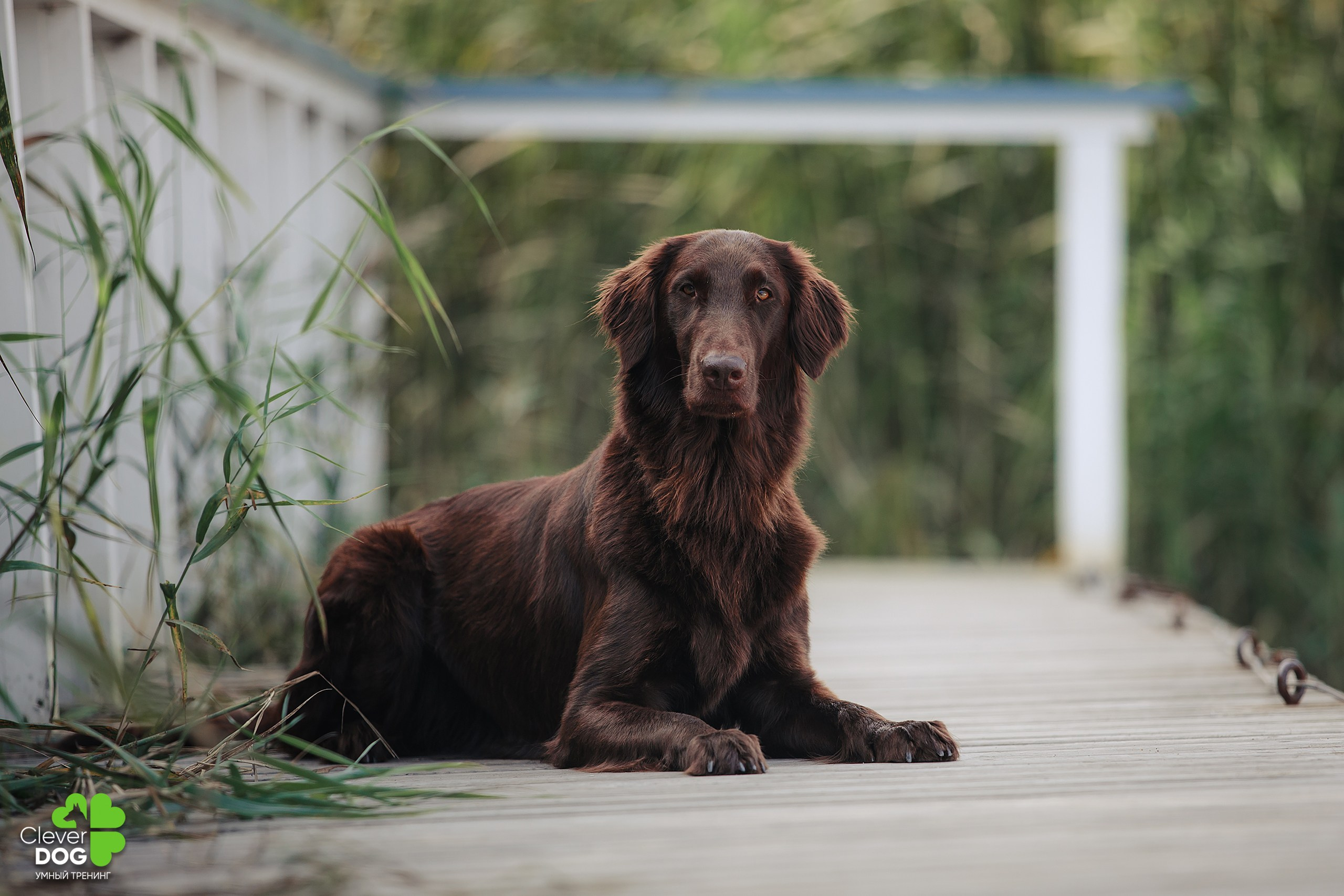 Кинологический лагерь CleverDog, 2024. Фотограф-анималист Mary Mart — Москва, Питер