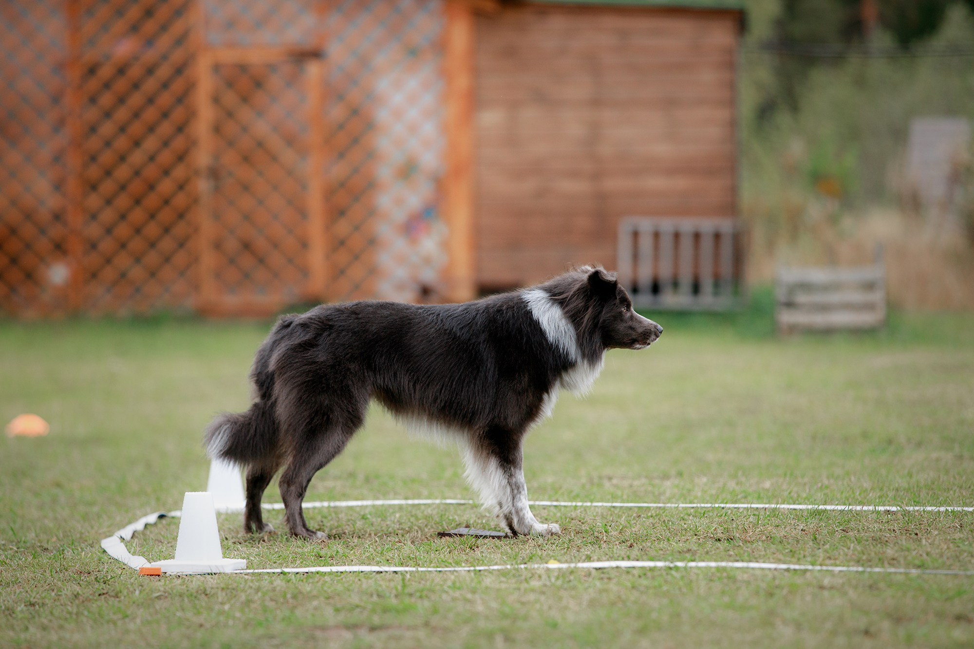 Лагерь по ОБД с Инной Баженовой. Фотограф-анималист Mary Mart — Москва, Питер