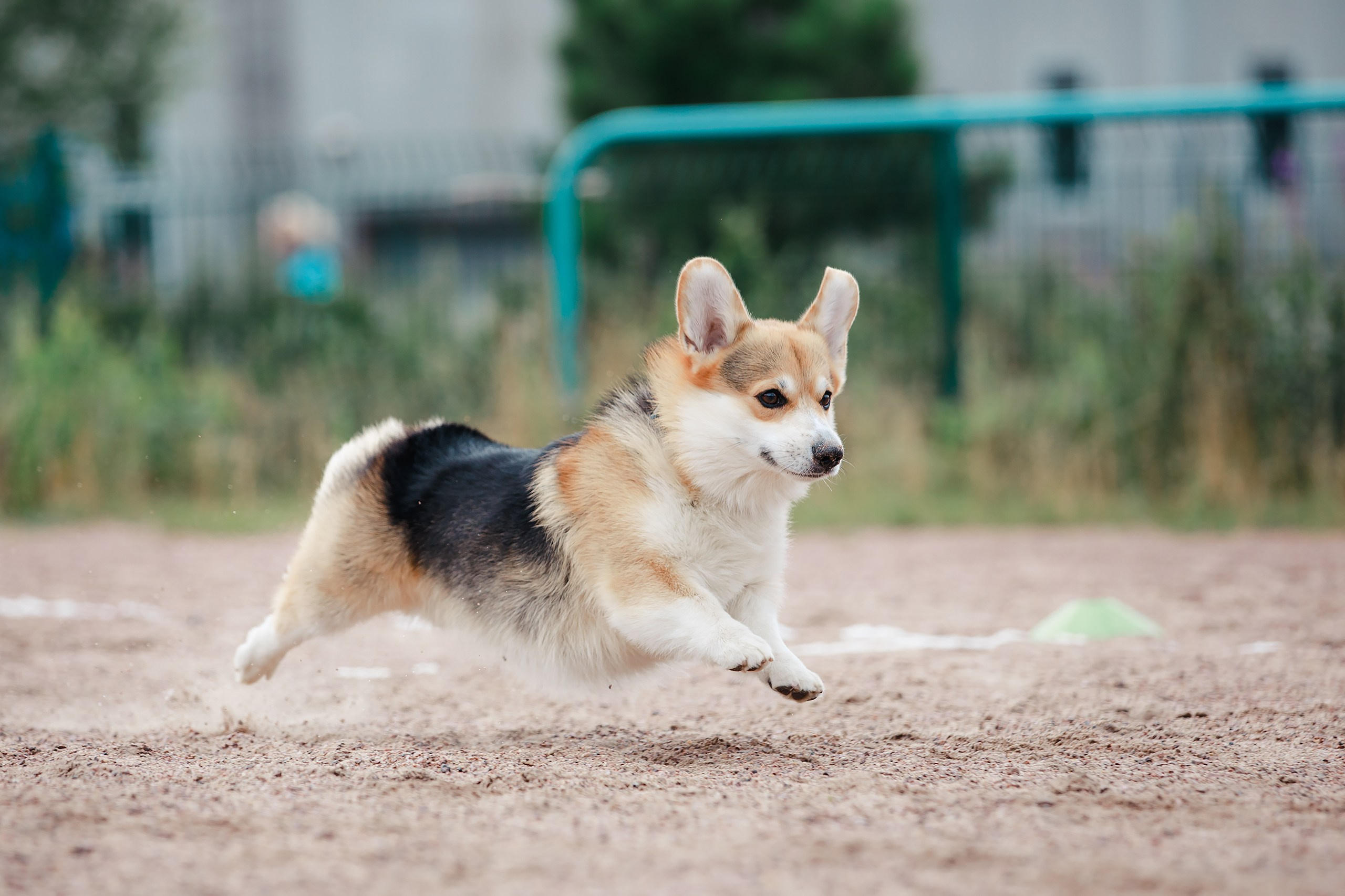 Питч&Гоу + веселые старты. Фотограф-анималист Mary Mart — Москва, Питер