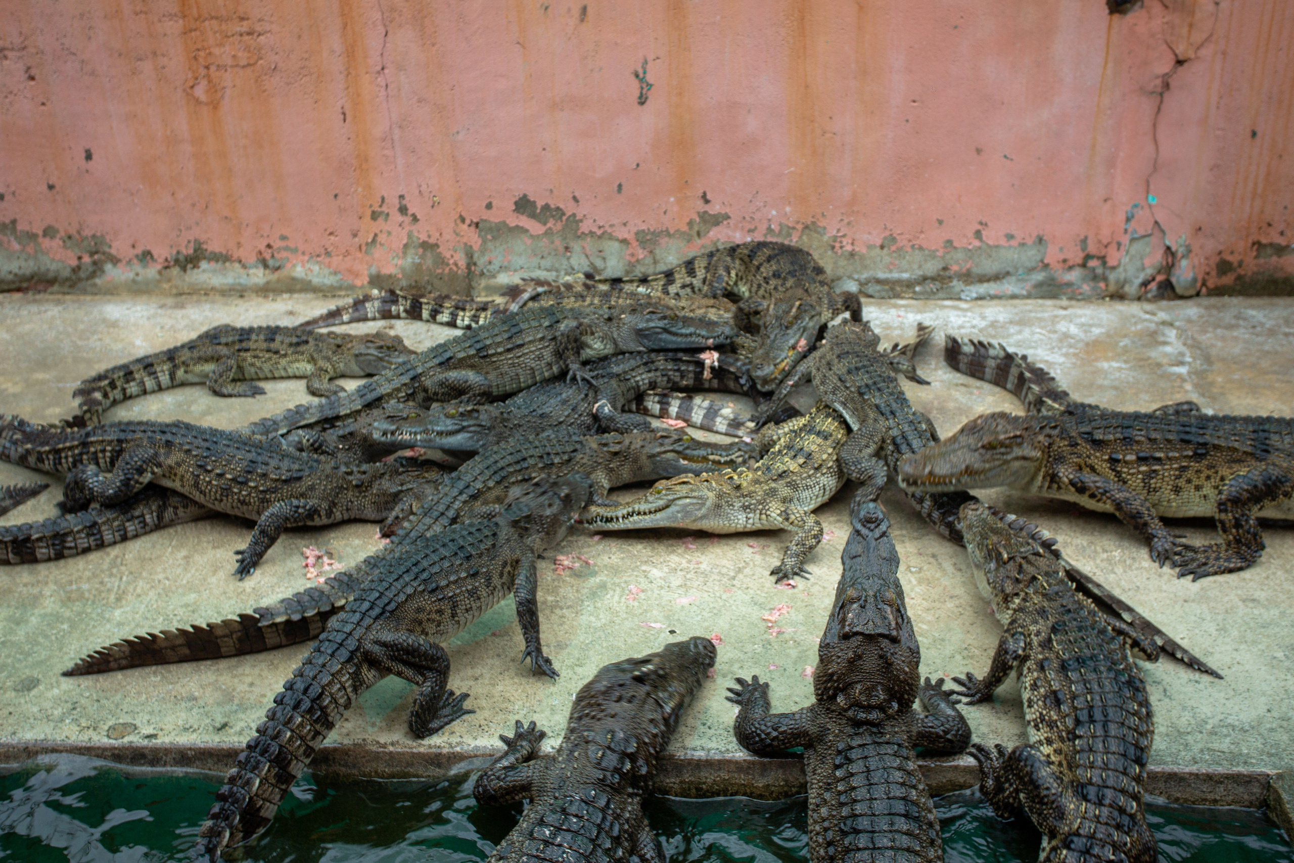 Samut Prakan Crocodile Farm & Zoo. Photographer Sonkina Tatiana (Tanya Ash)