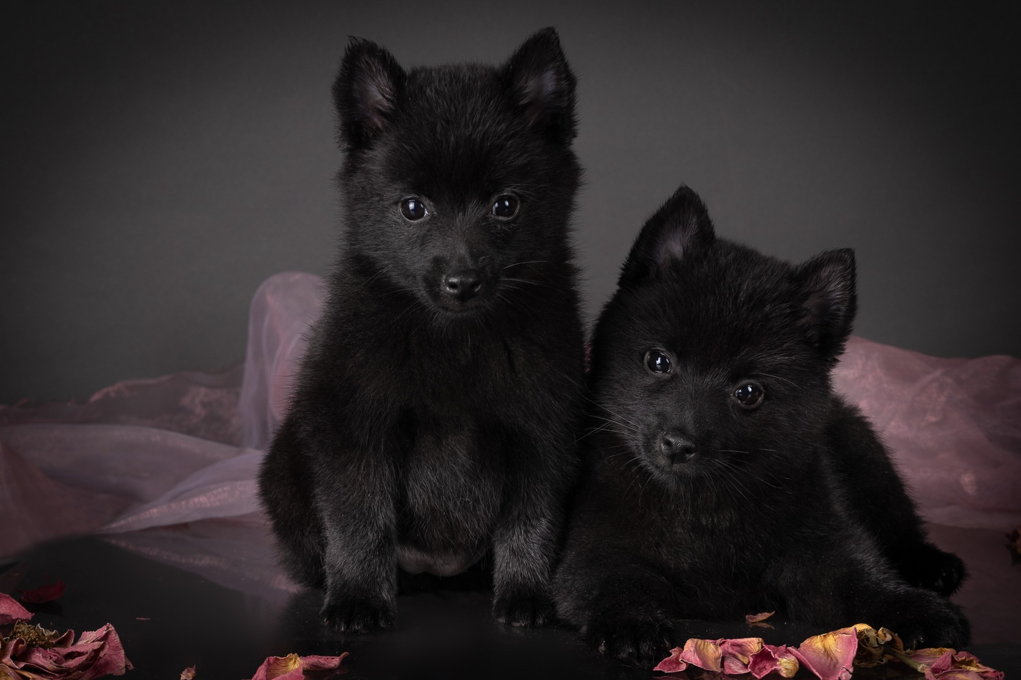 Фотосъёмки щенков. Фотограф-анималист Natalia Deingel | Фотосъемка собак в Москве