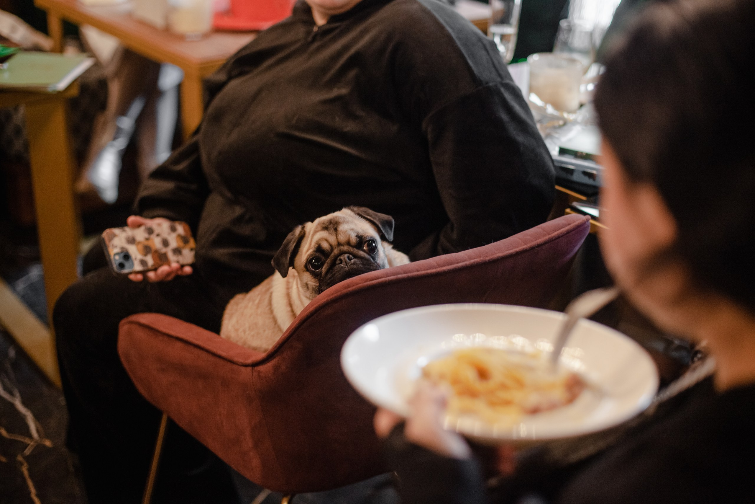 Мопсовстреча 02.12.2023. Фотограф-анималист Татьяна Степанова