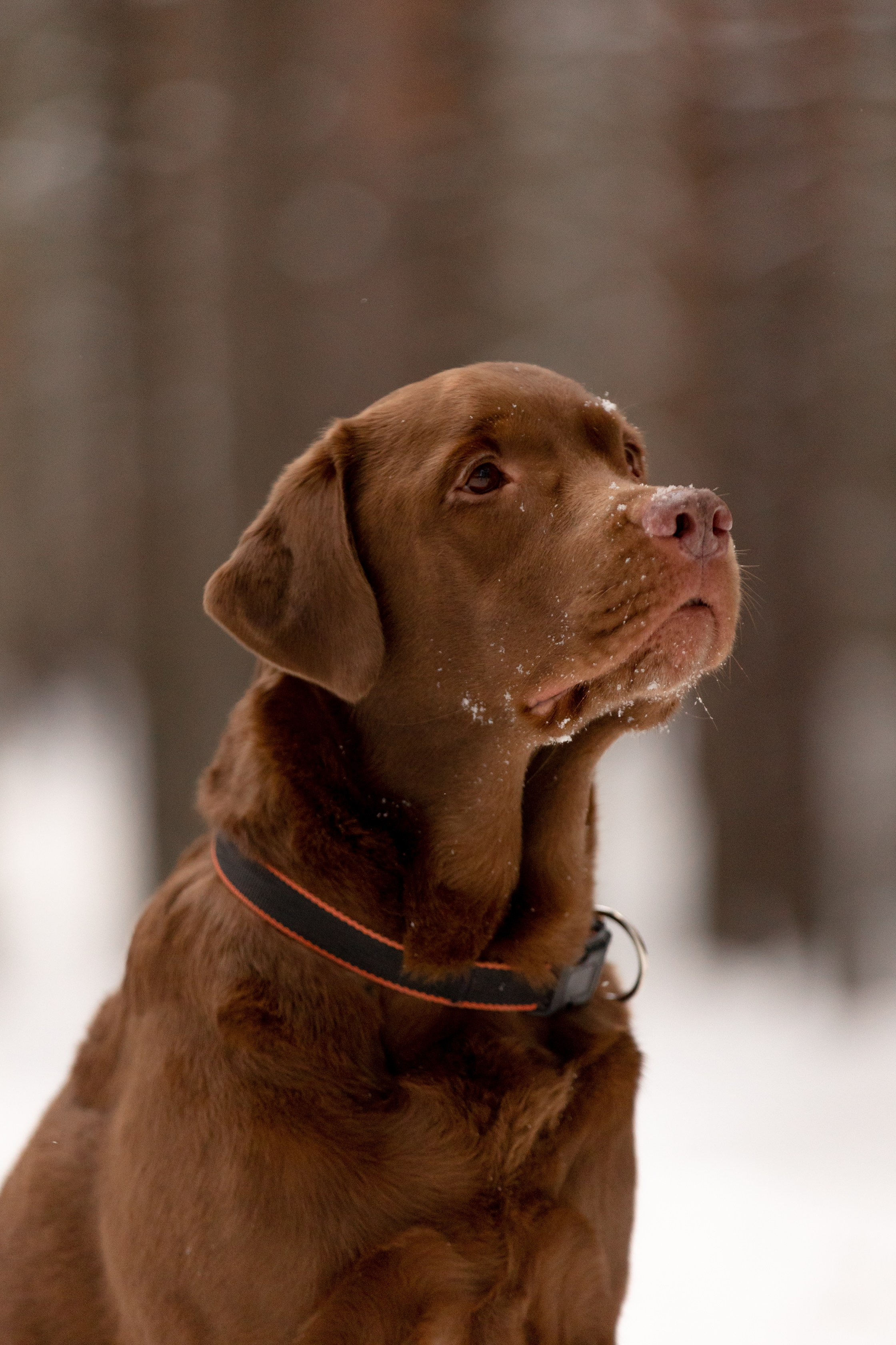 Собаки. Конный фотограф Валынкина Лера