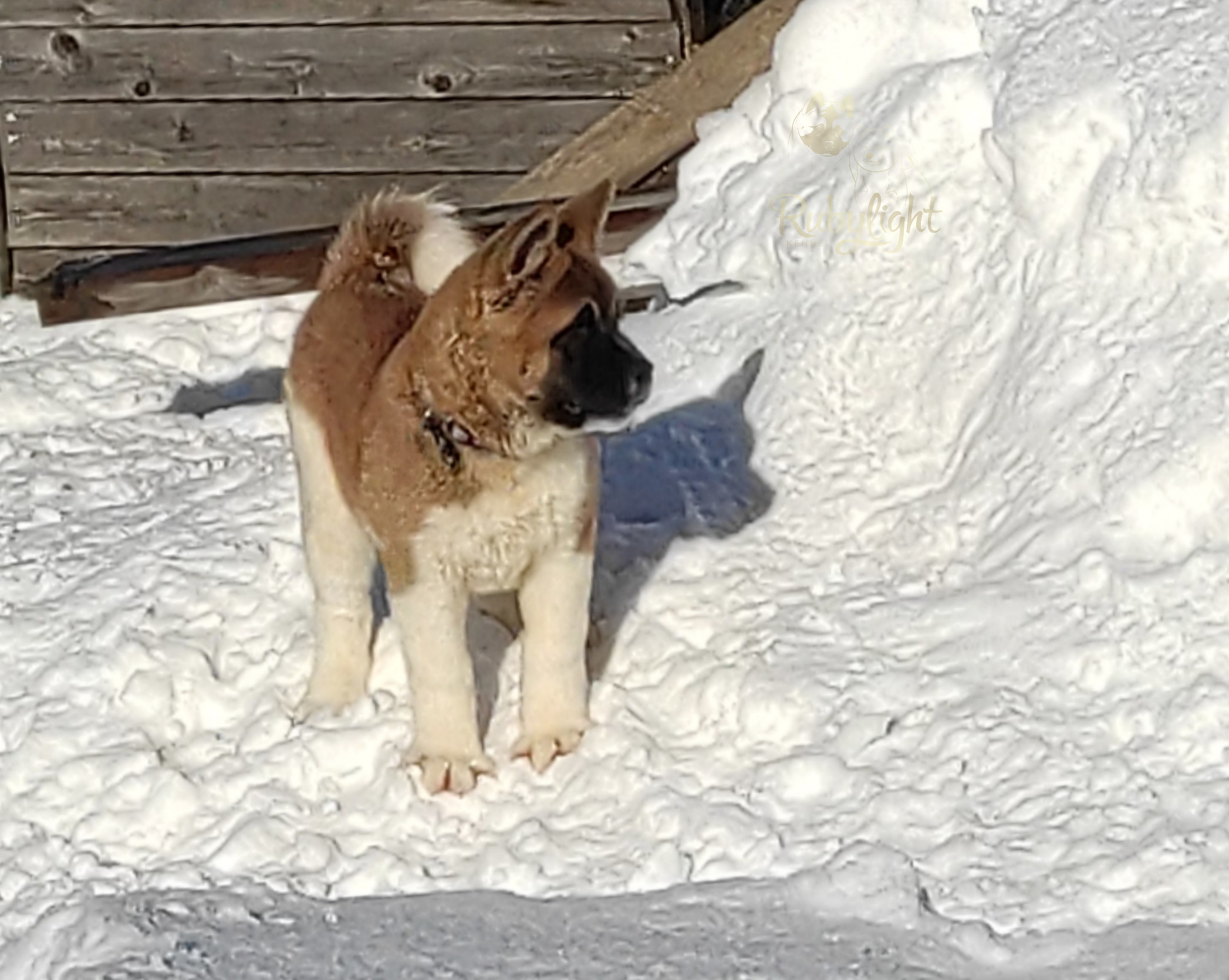 щенки Акита американская купить санкт-петербург питомник RUBYLIGHT BIYA & Dilinze's Hause Orion